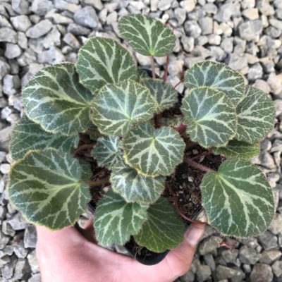 Saxifraga stolonifera 'Hsitou Silver' - Strawberry Geranium (3.5" Pot)