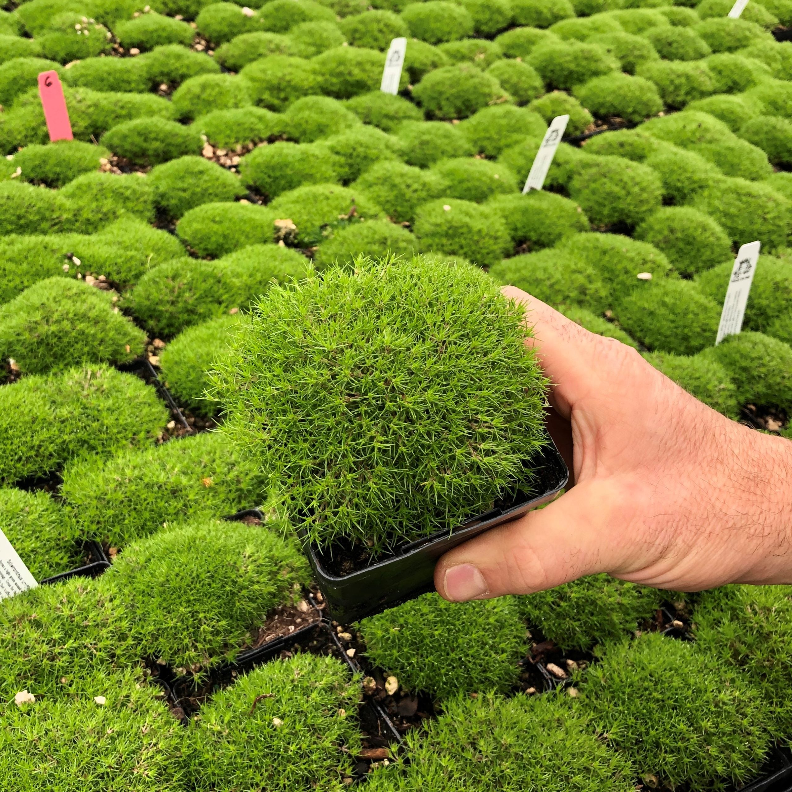 Scleranthus uniflorus - New Zealand Moss (3.5" Pot)3 - Image 3