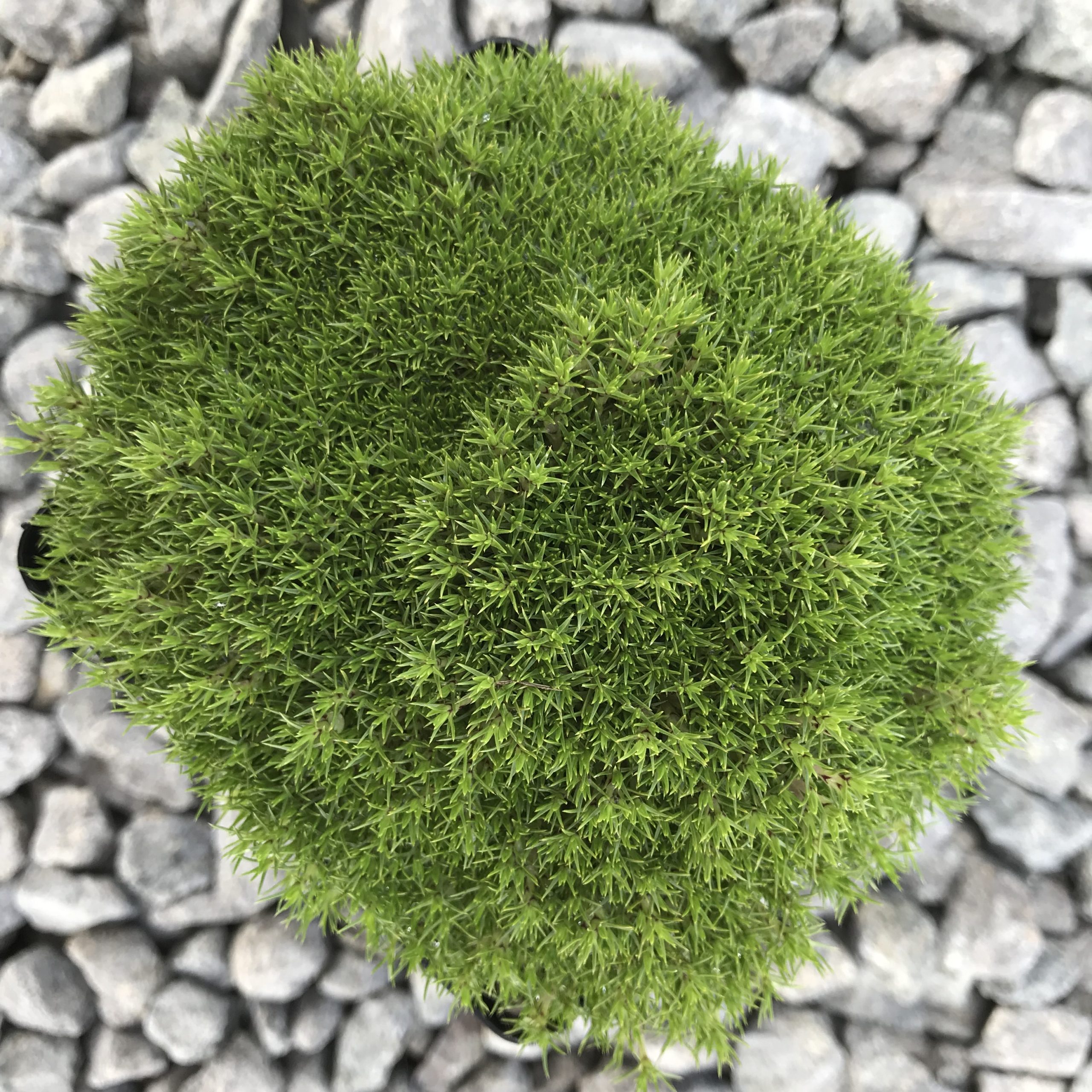 Scleranthus uniflorus - New Zealand Moss (3.5" Pot)3 - Image 2