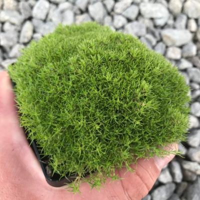 Scleranthus uniflorus - New Zealand Moss (3.5" Pot)3