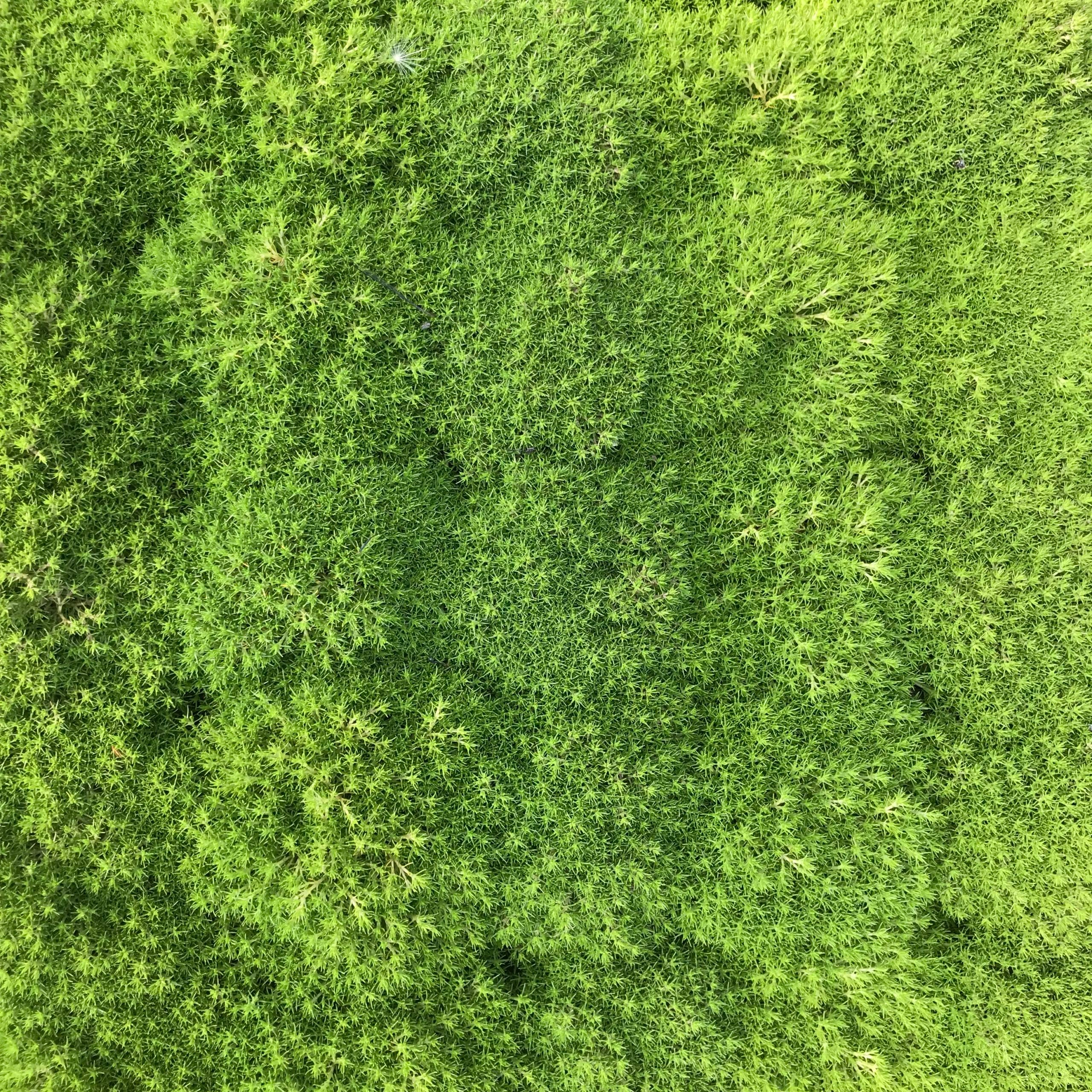 Scleranthus uniflorus - New Zealand Moss (3.5" Pot)3 - Image 4