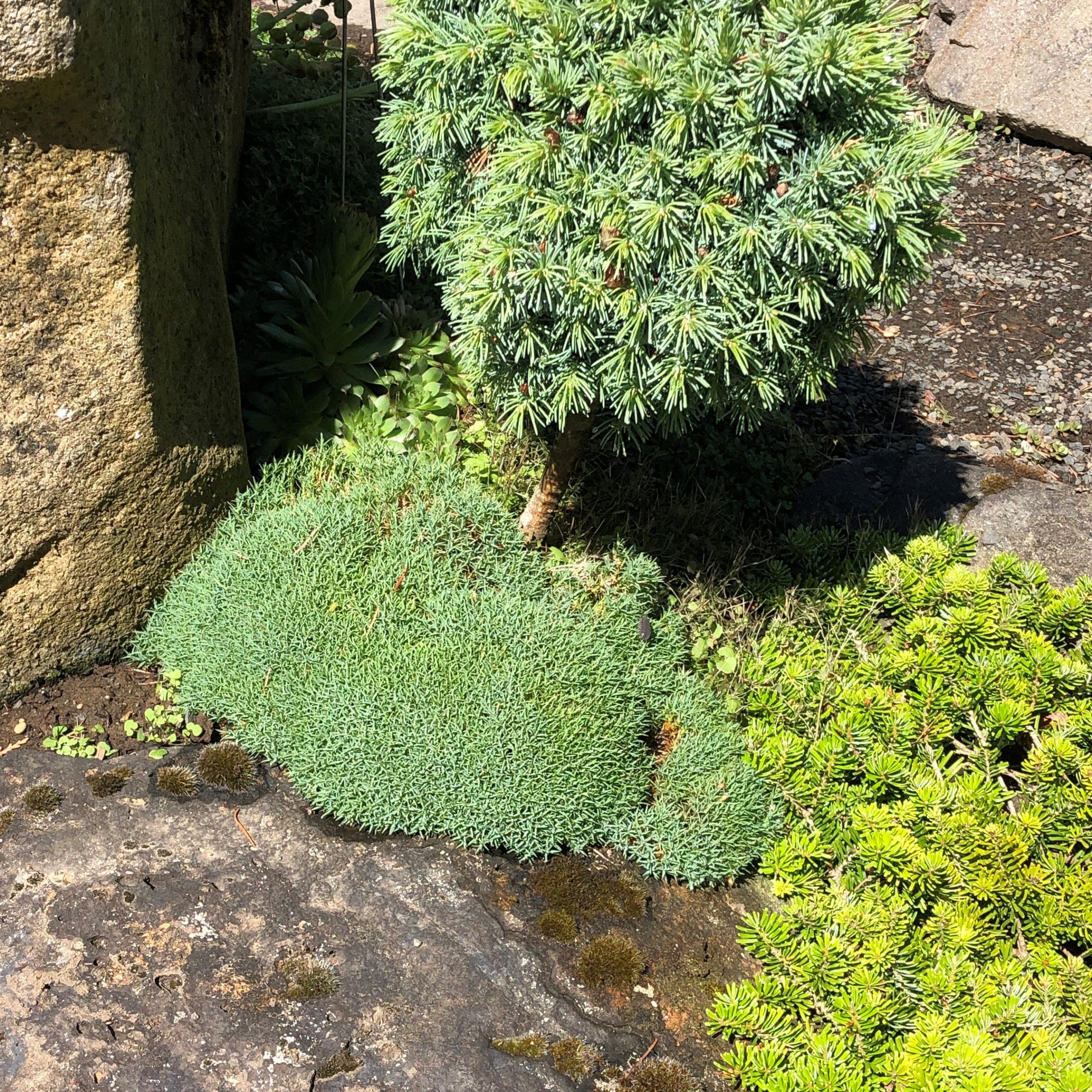 Scleranthus uniflorus - New Zealand Moss (3.5" Pot)3 - Image 5