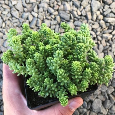 Sedum 'Borchii Sport' - Stonecrop (3.5" Pot)
