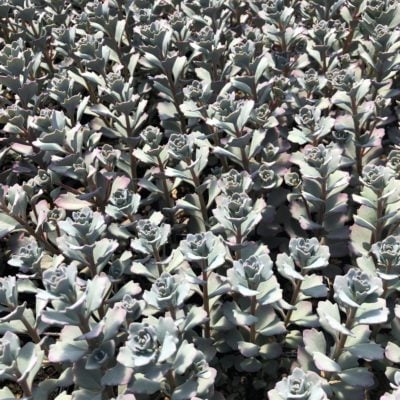 Sedum cauticola 'Lidakense' - Stonecrop (3.5" Pot)