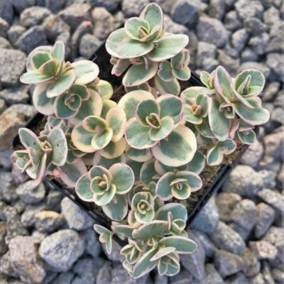 Sedum Sunsparkler® 'Lime Twister' PP# 26,895 - Stonecrop (3.5" Pot)