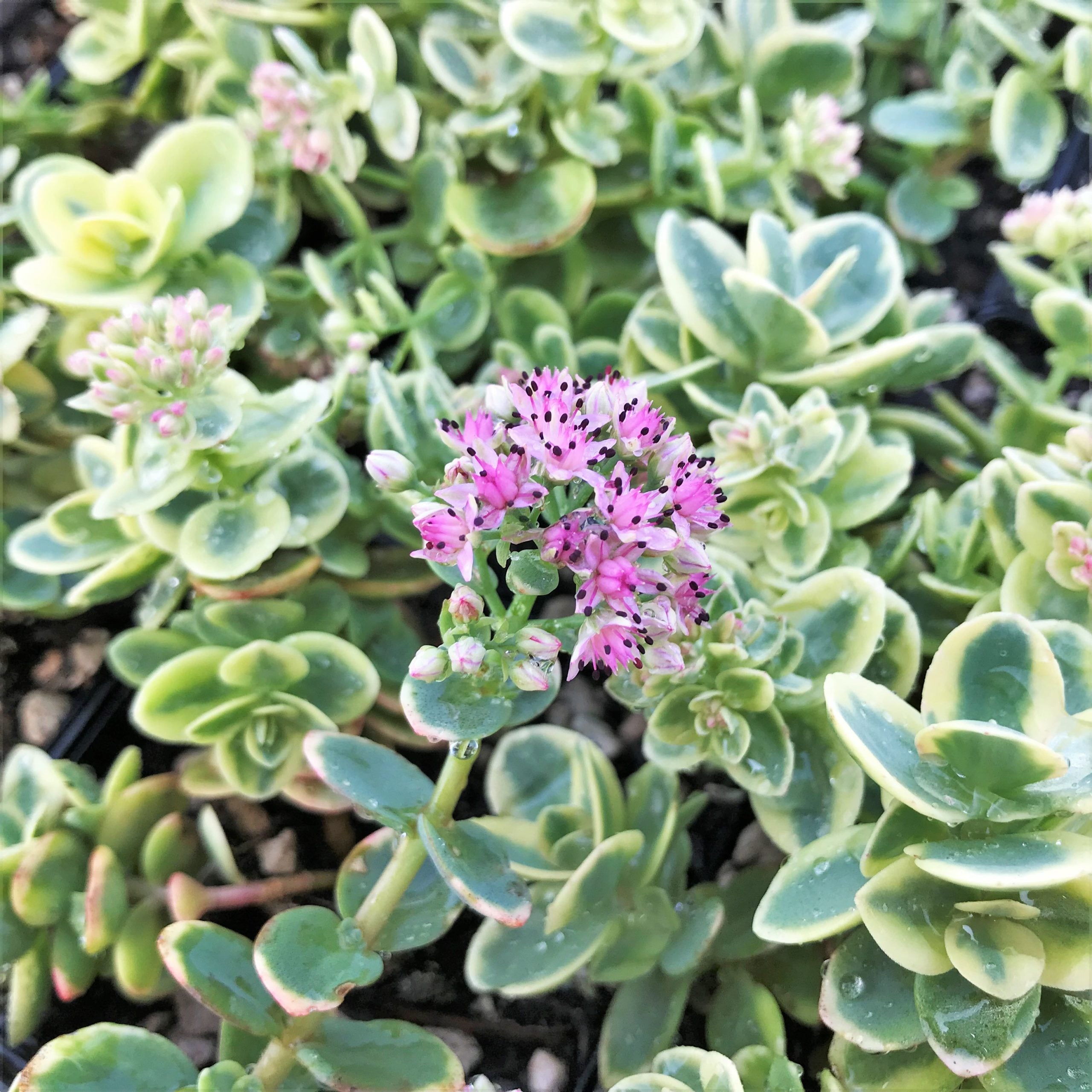 Sedum Sunsparkler® 'Lime Twister' PP# 26,895 - Stonecrop (3.5" Pot) - Image 3