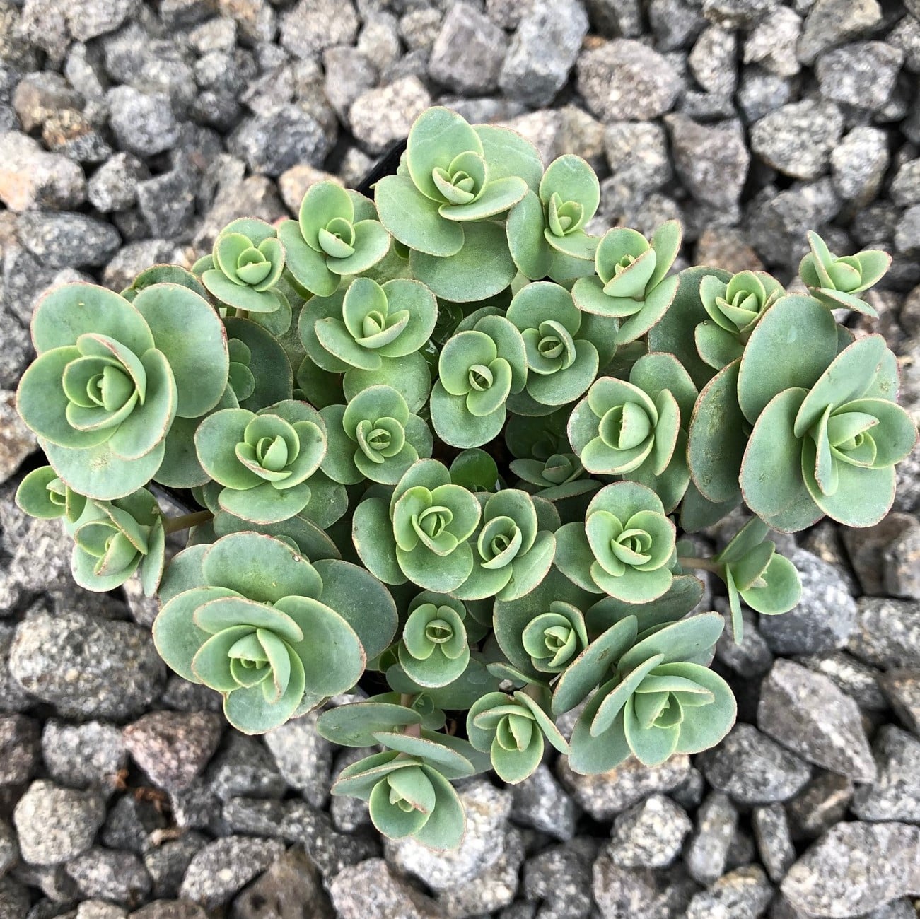 Sedum Sunsparkler® 'Lime Zinger' PP# 24,632 - Stonecrop (3.5" Pot) - Image 2