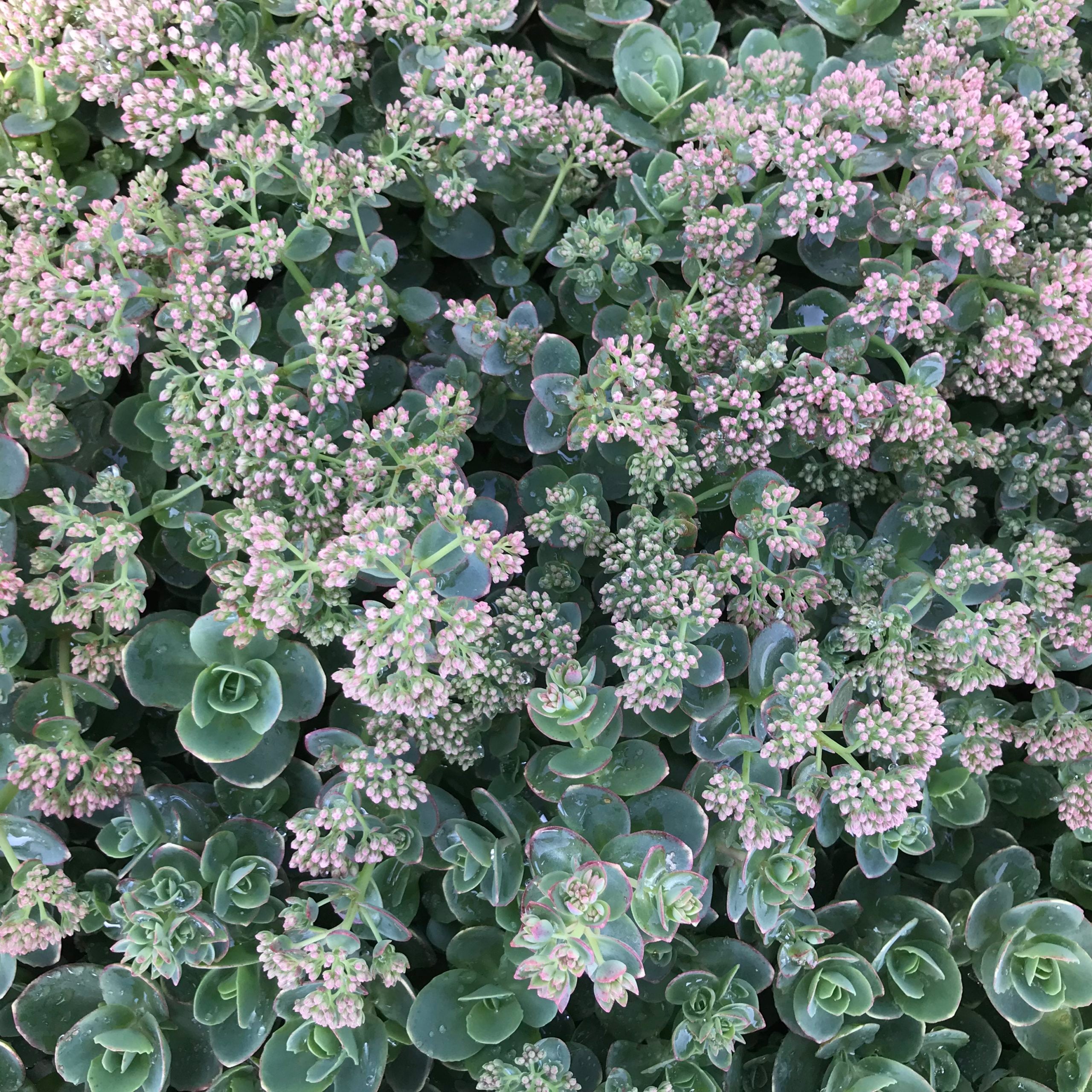 Sedum Sunsparkler® 'Lime Zinger' PP# 24,632 - Stonecrop (3.5" Pot) - Image 8