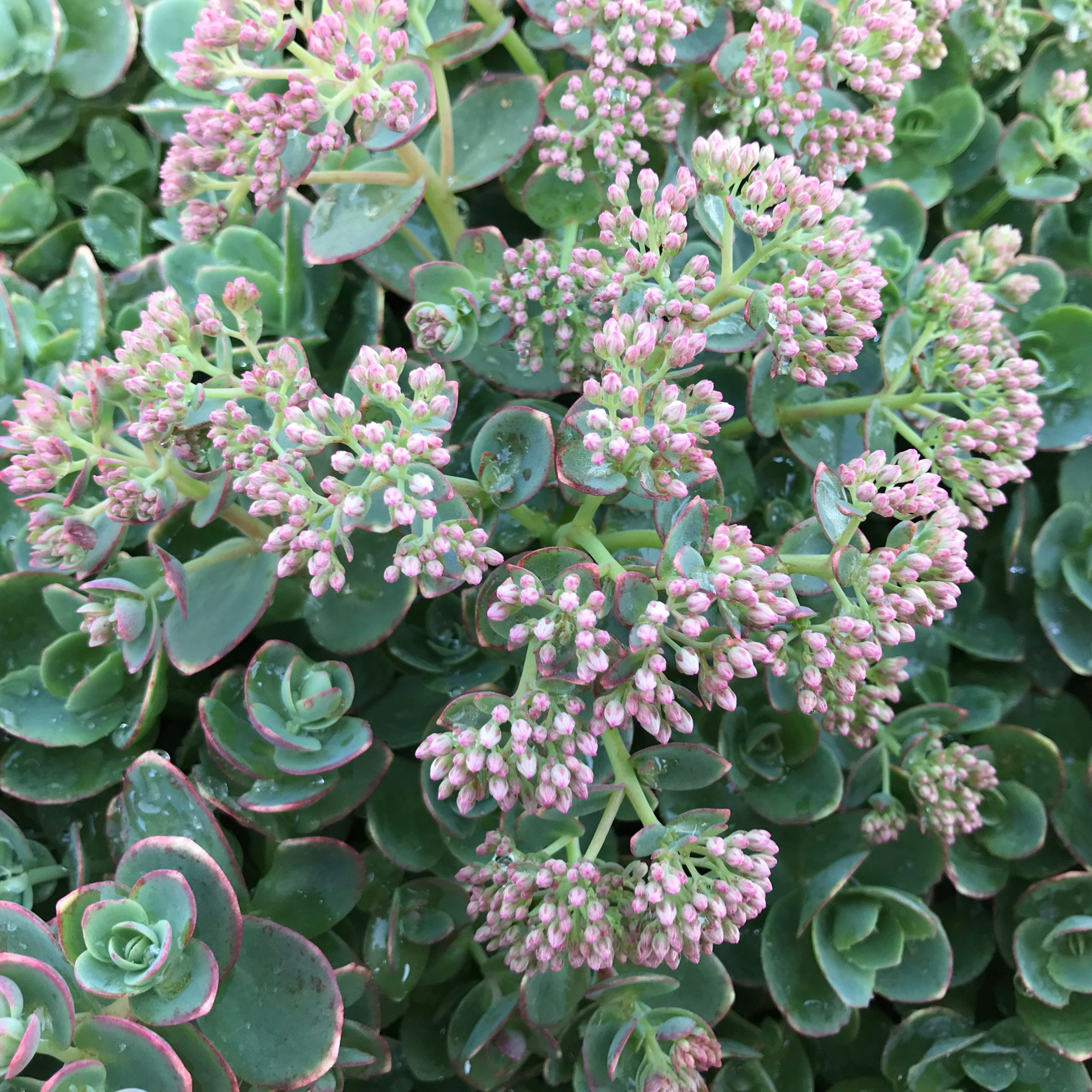 Sedum Sunsparkler® 'Lime Zinger' PP# 24,632 - Stonecrop (3.5" Pot) - Image 7