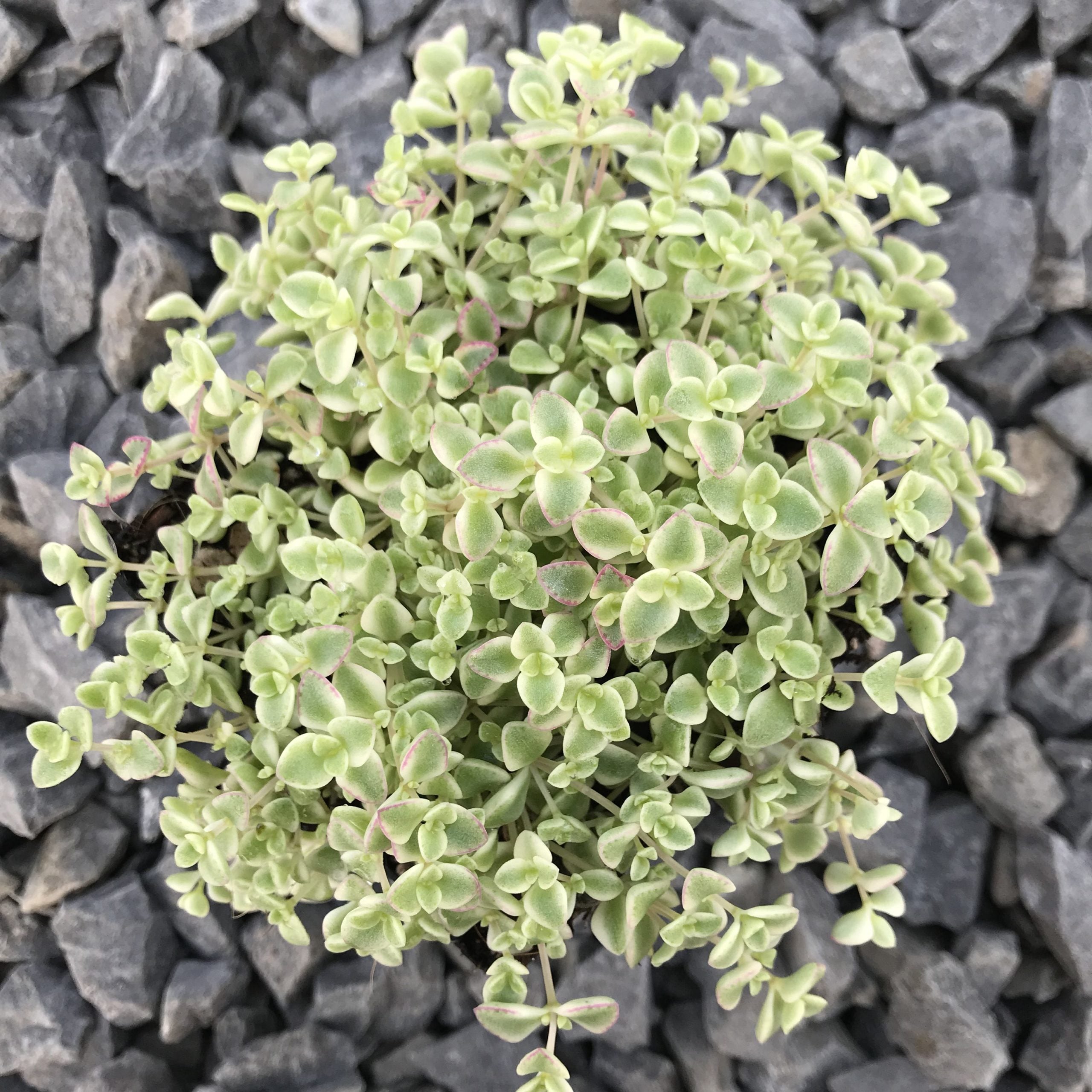 Sedum 'Little Missy' - Stonecrop (3.5" Pot) - Image 2