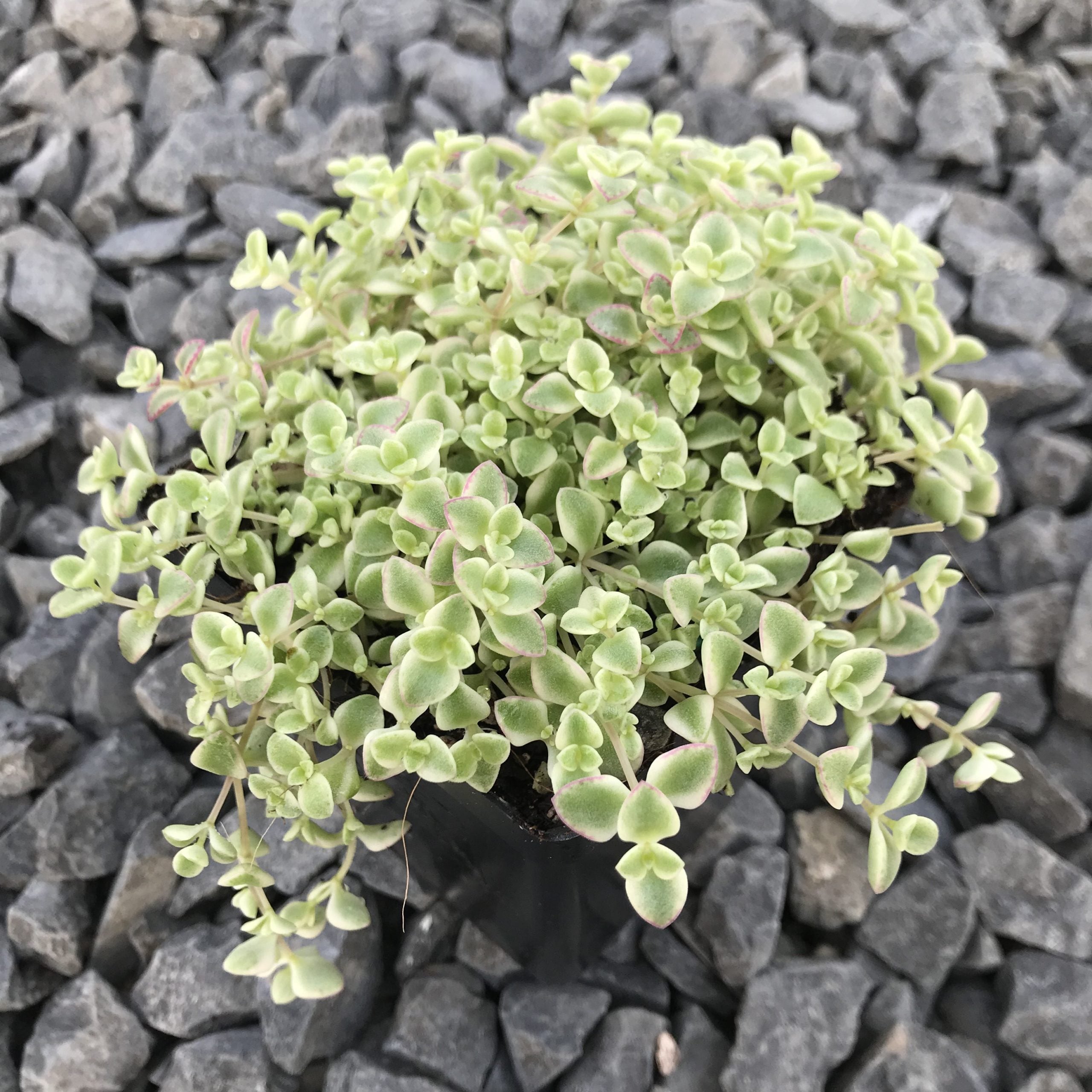 Sedum 'Little Missy' - Stonecrop (3.5" Pot) - Image 3