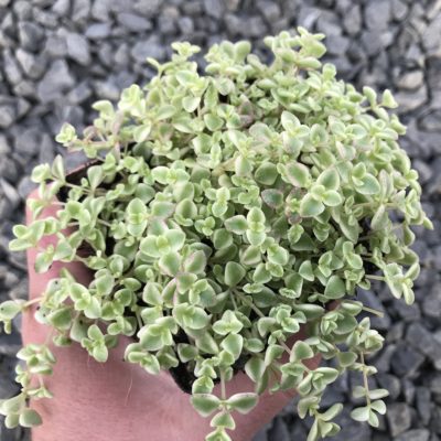 Sedum 'Little Missy' - Stonecrop (3.5" Pot)