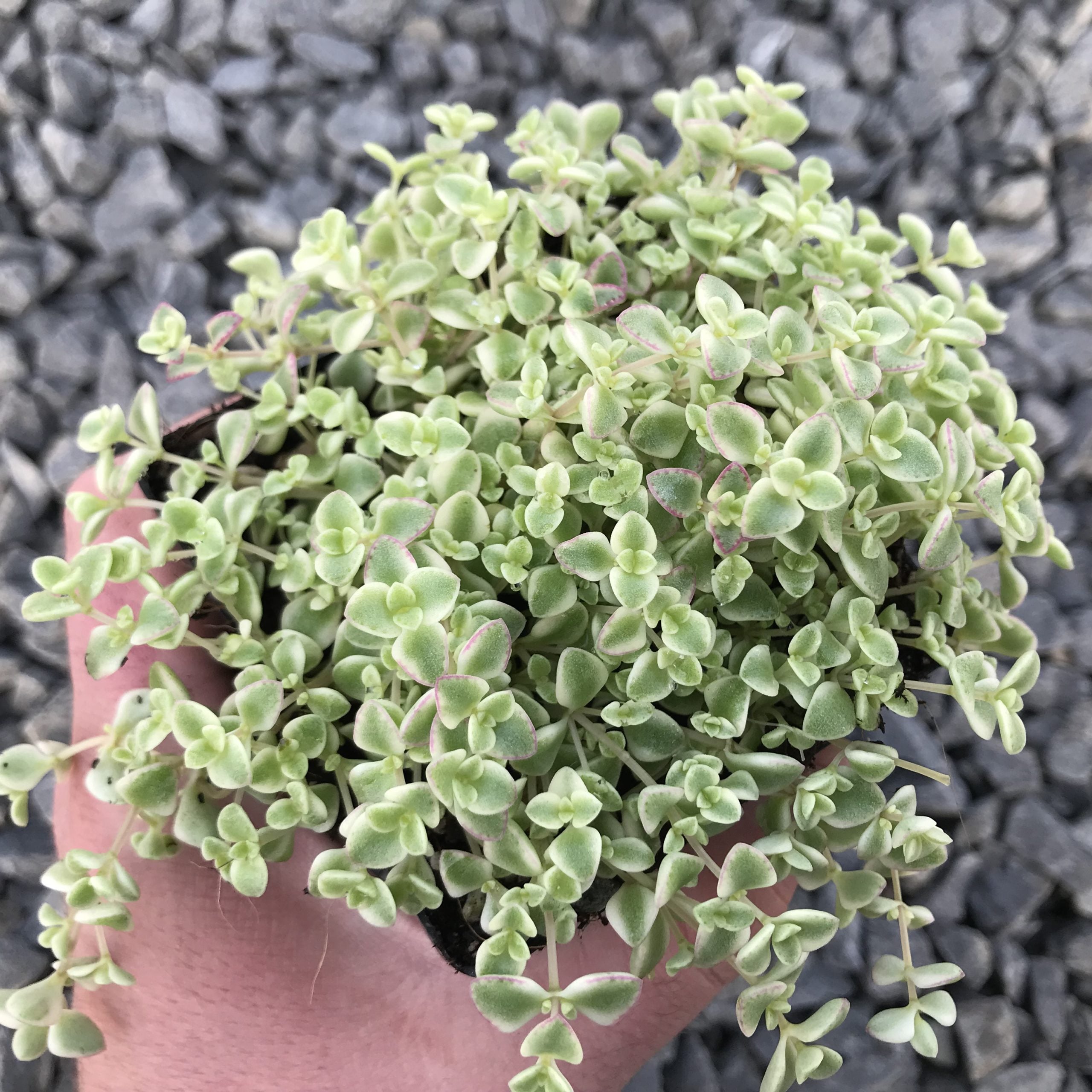 Sedum 'Little Missy' - Stonecrop (3.5" Pot)