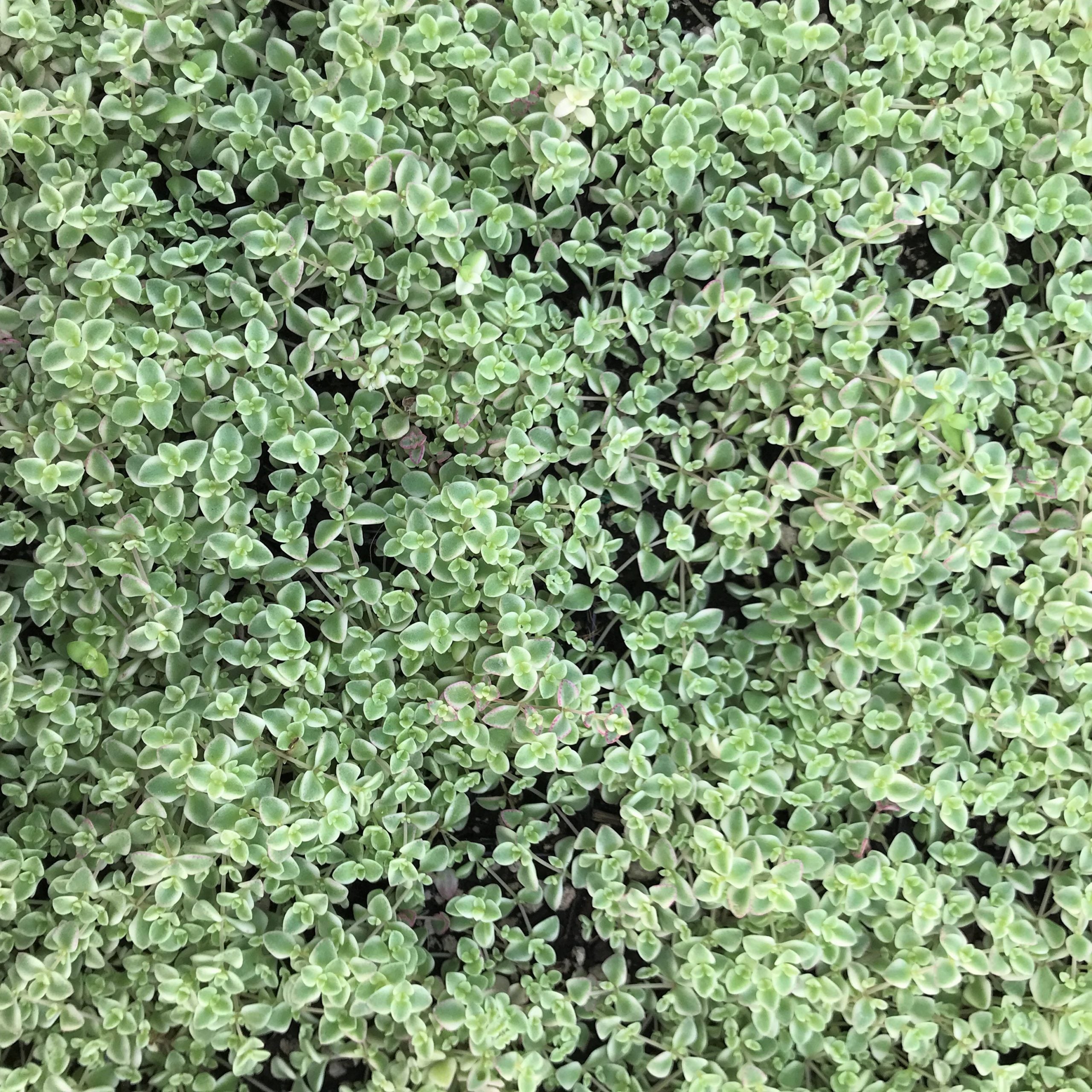 Sedum 'Little Missy' - Stonecrop (3.5" Pot) - Image 4