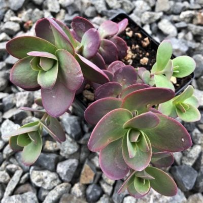 Sedum Sunsparkler® 'Cherry Tart' PP# 24,603 - Stonecrop (3.5" Pot)