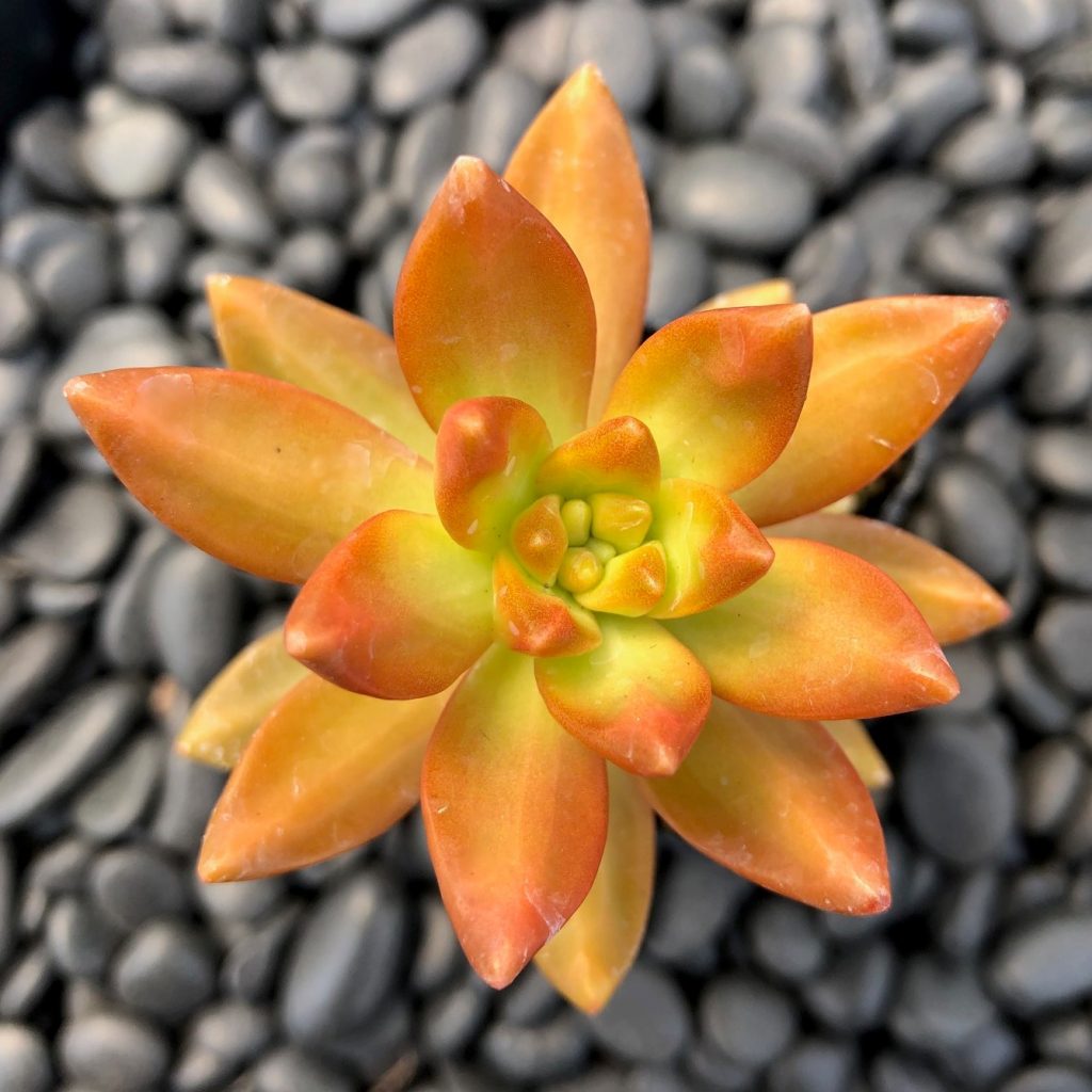 Sedum-adolphii-Firestorm-MAY-