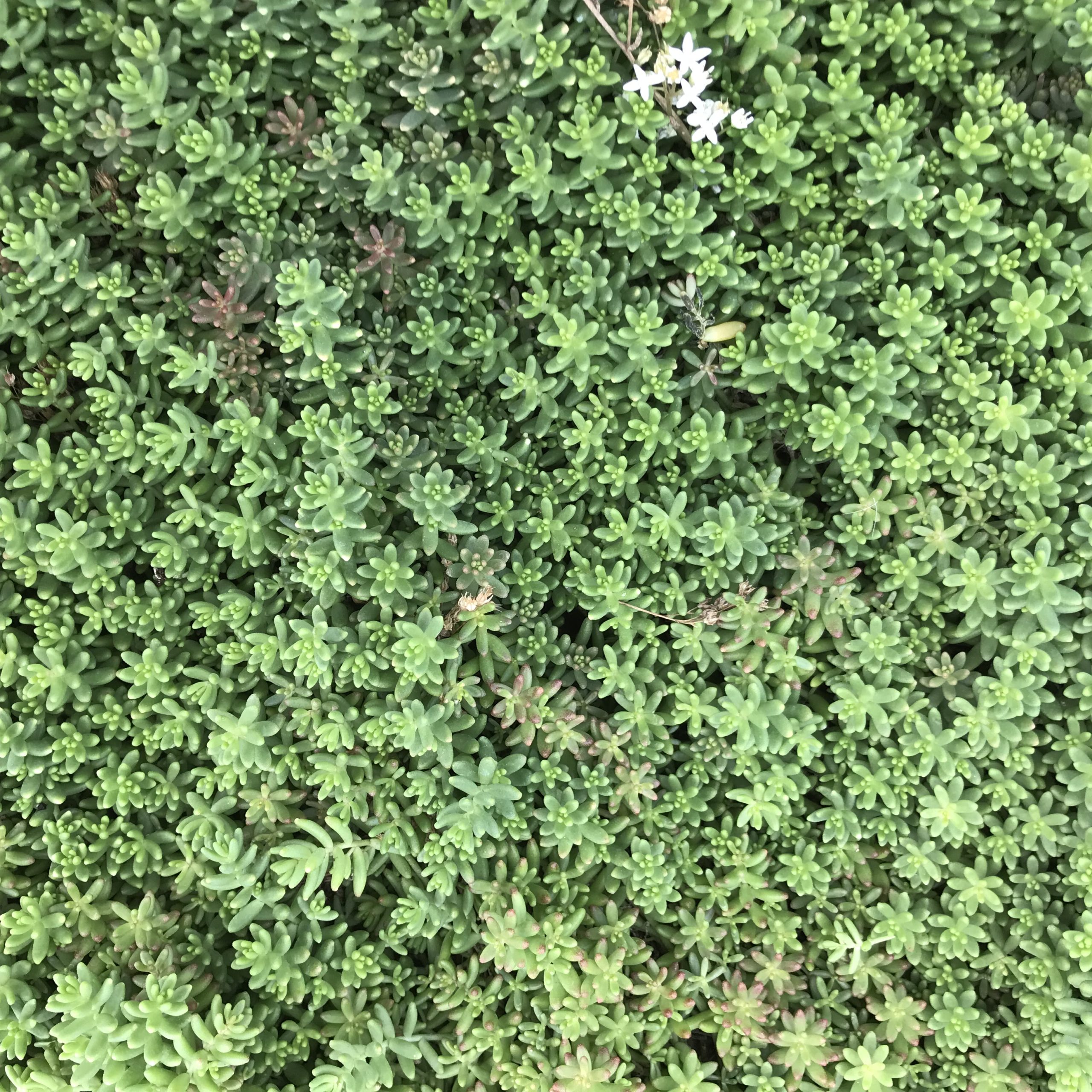 Sedum album 'Coral Carpet' - Stonecrop (3.5" Pot) - Image 4