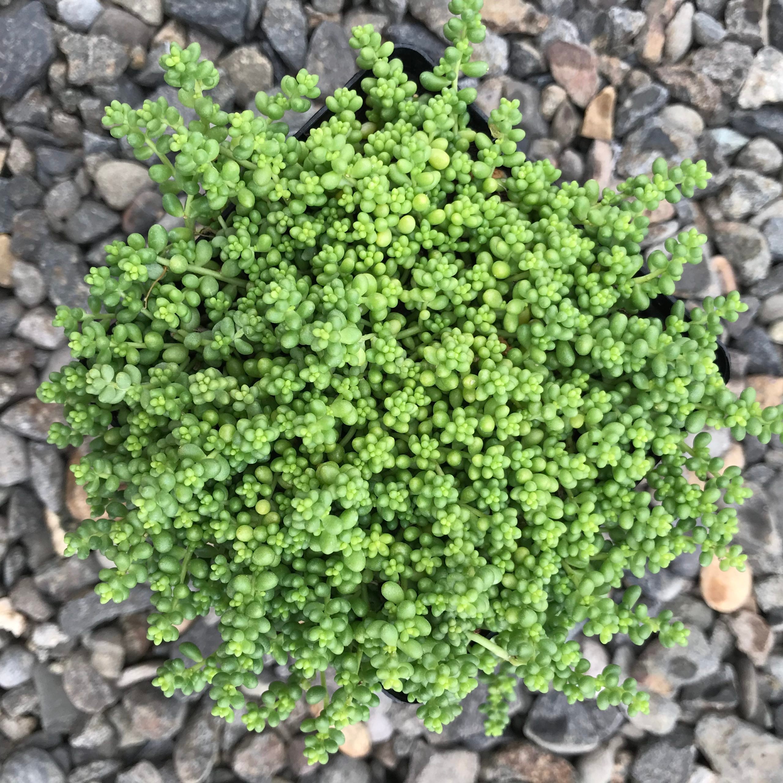 Sedum album var. chloroticum 'Baby Tears' - Stonecrop (3.5" Pot) - Image 2