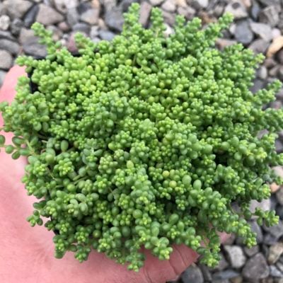 Sedum album var. chloroticum 'Baby Tears' - Stonecrop (3.5" Pot)