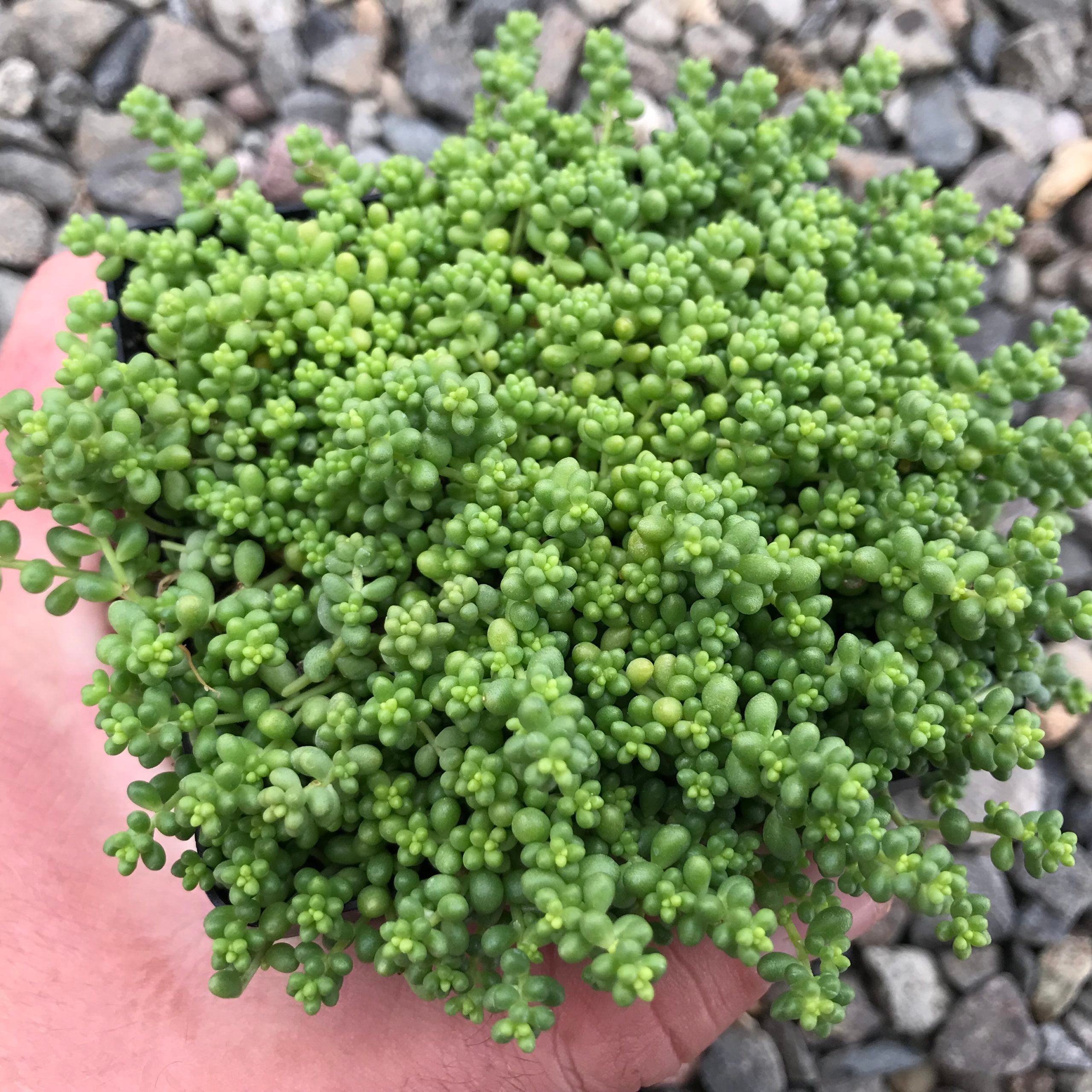 Sedum album var. chloroticum 'Baby Tears' - Stonecrop (3.5" Pot)