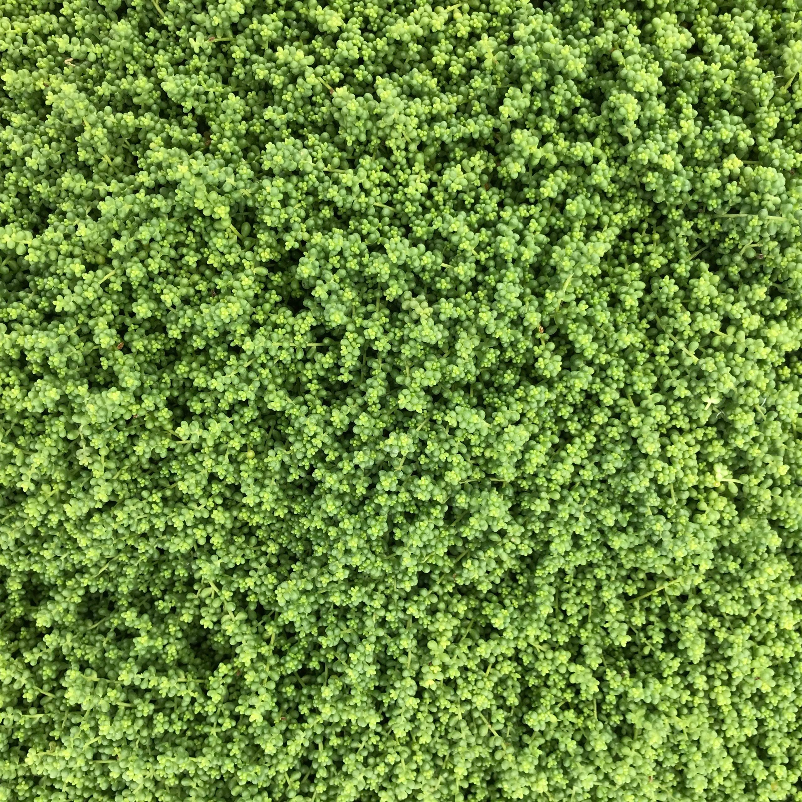 Sedum album var. chloroticum 'Baby Tears' - Stonecrop (3.5" Pot) - Image 3