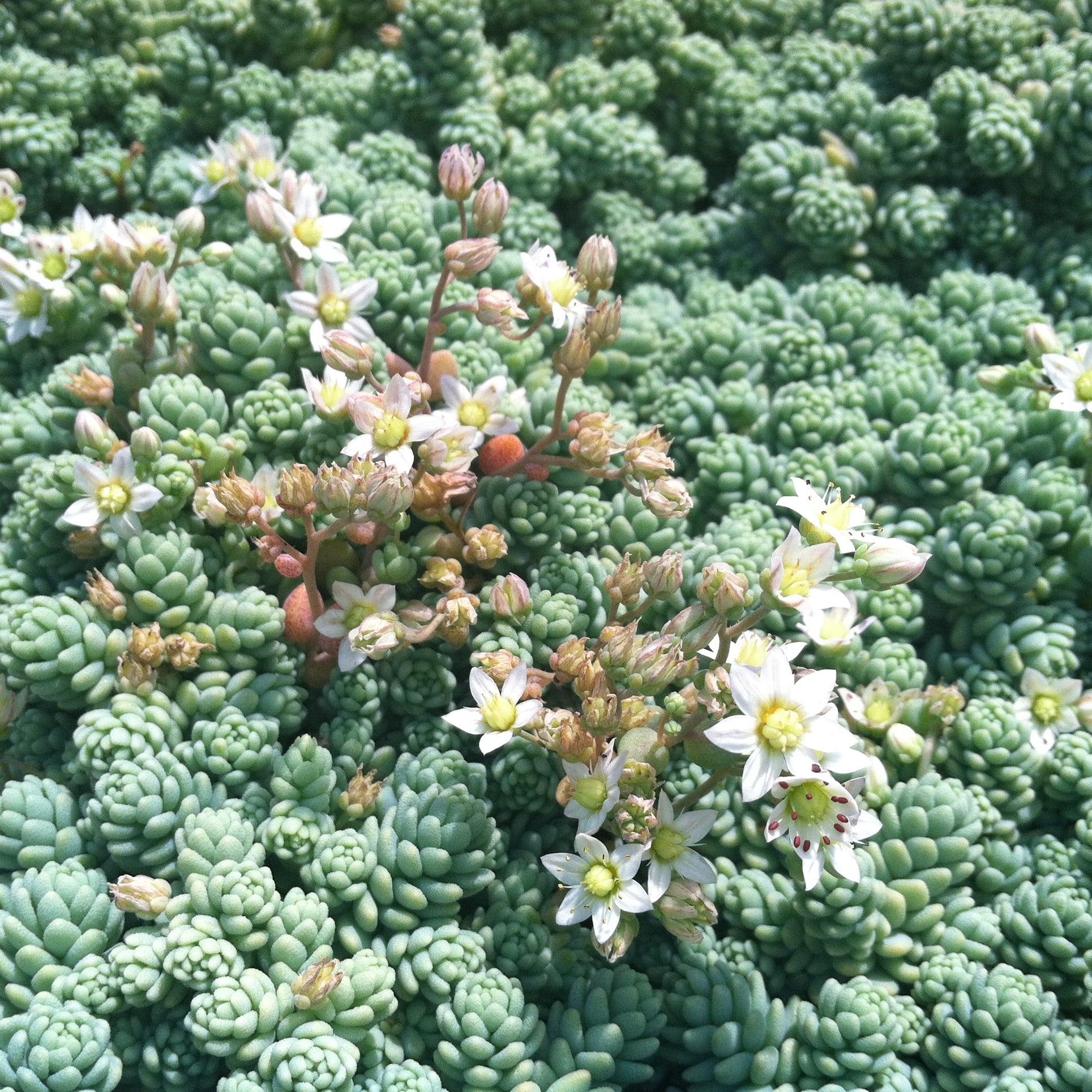 Sedum dasyphyllum 'Major' - Stonecrop (3.5" Pot) - Image 4