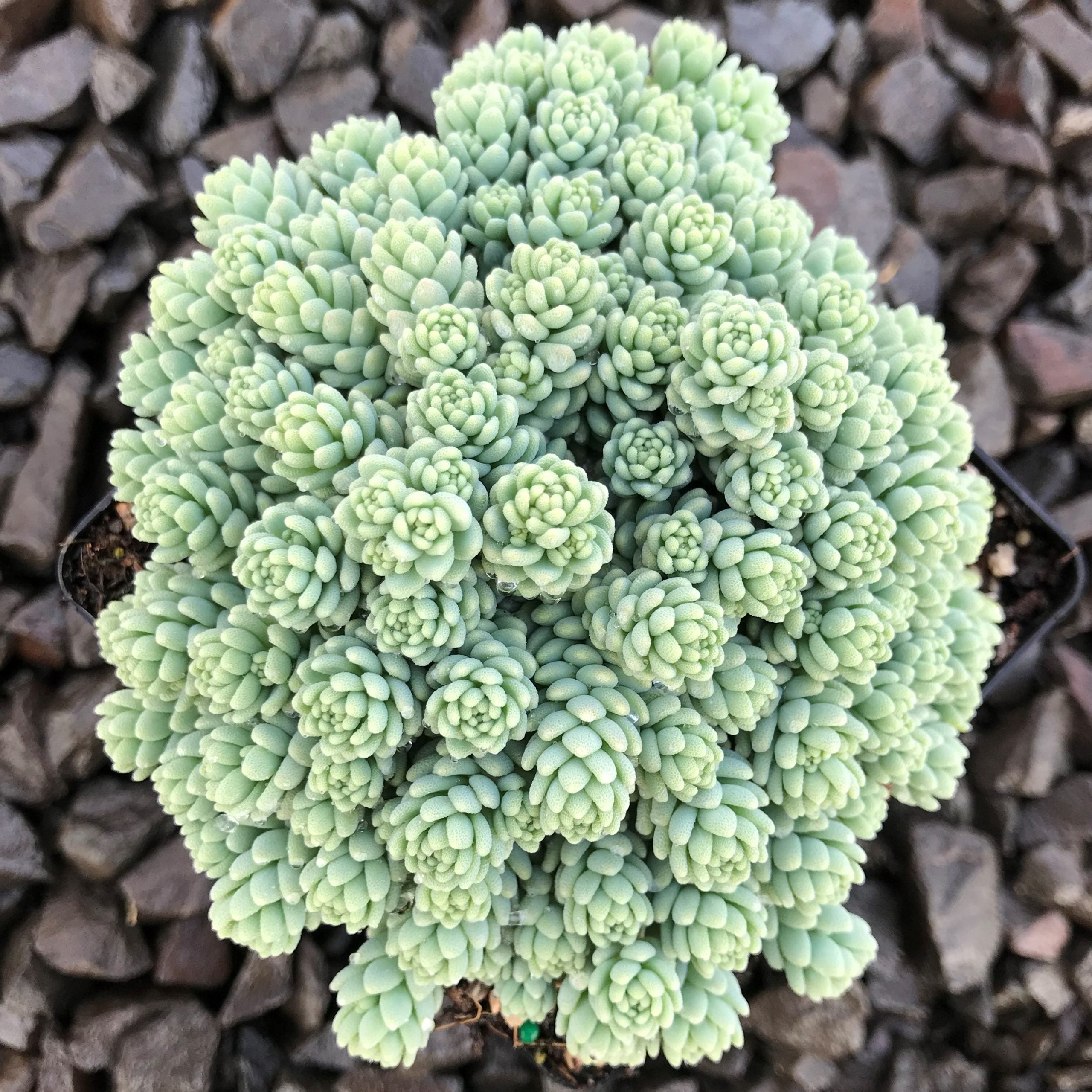 Sedum dasyphyllum 'Major' - Stonecrop (3.5" Pot) - Image 3