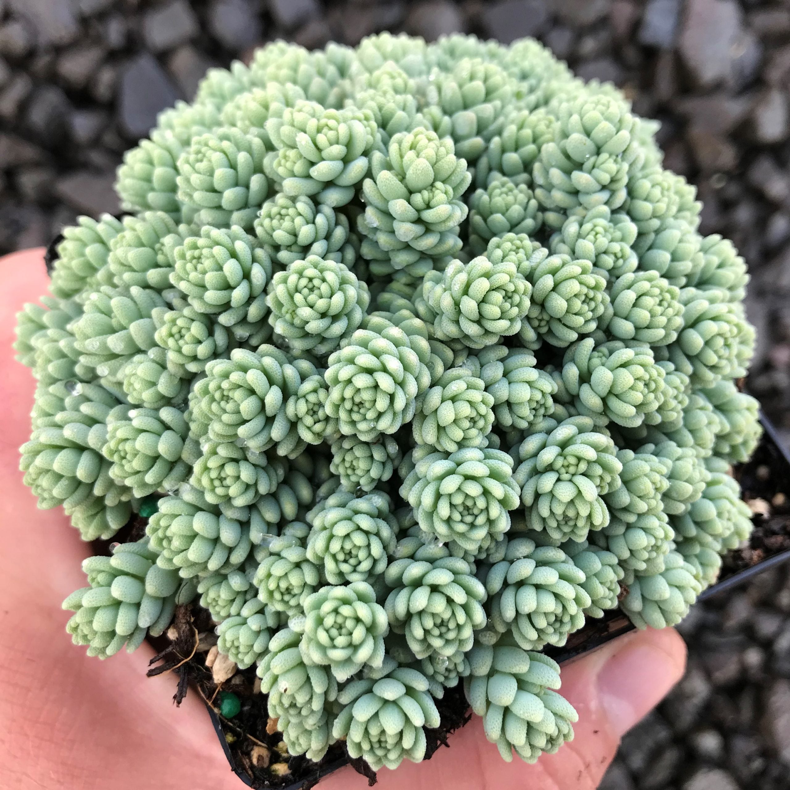 Sedum dasyphyllum 'Major' - Stonecrop (3.5" Pot) - Image 2