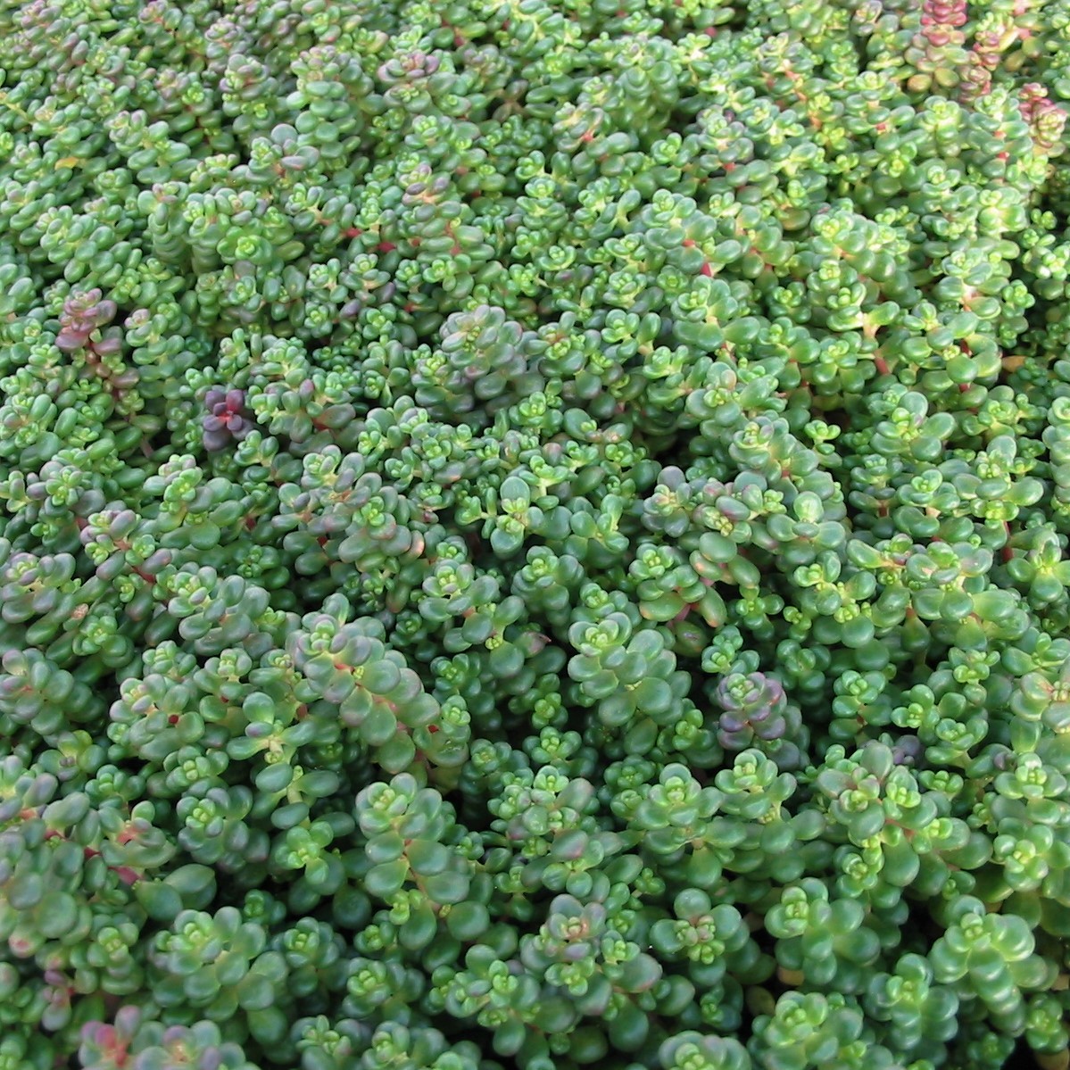 Sedum divergens - Stonecrop (3.5" Pot) - Image 6