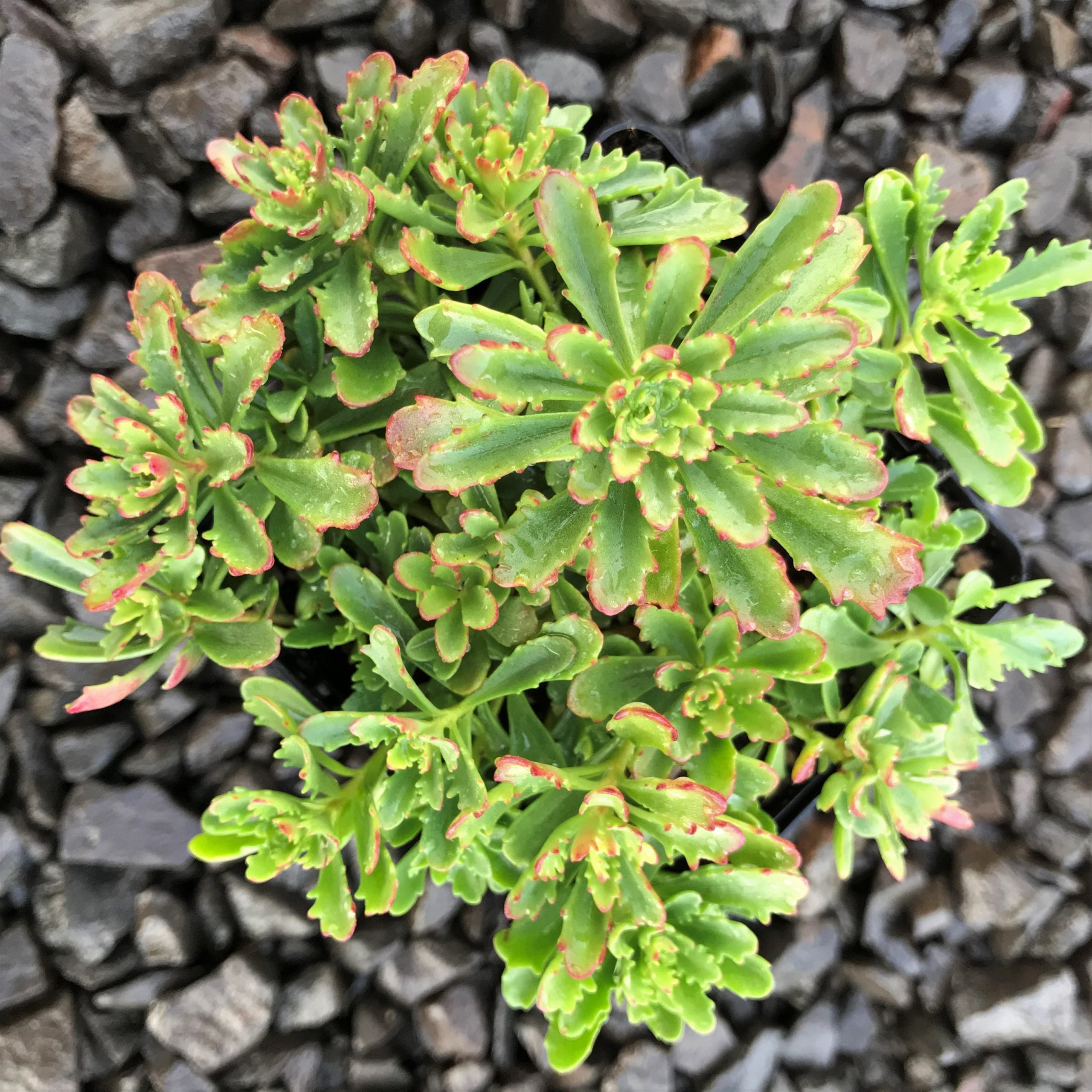 Sedum floriferum 'Weihenstephaner Gold' - Stonecrop (3.5" Pot) - Image 3