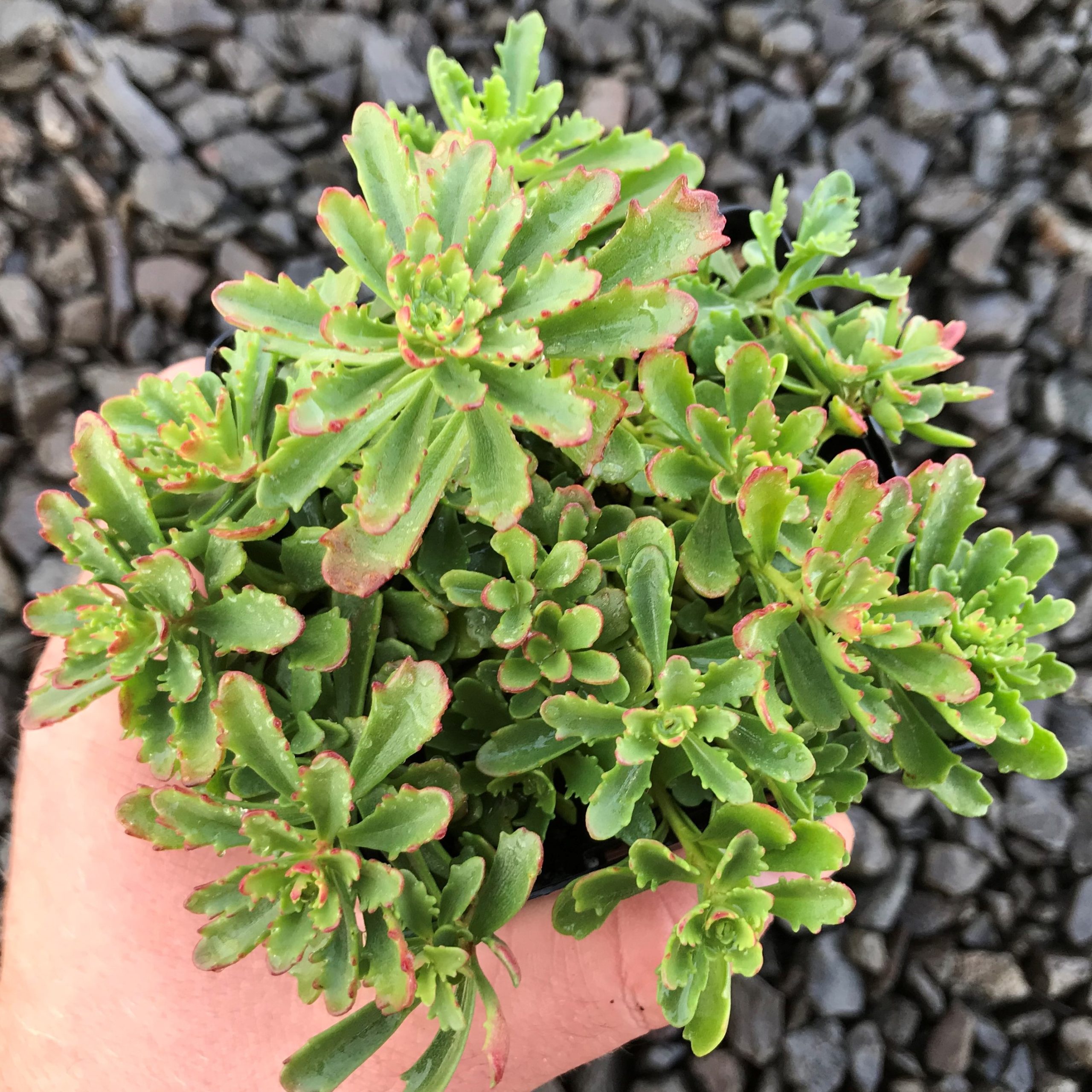 Sedum floriferum 'Weihenstephaner Gold' - Stonecrop (3.5" Pot) - Image 2
