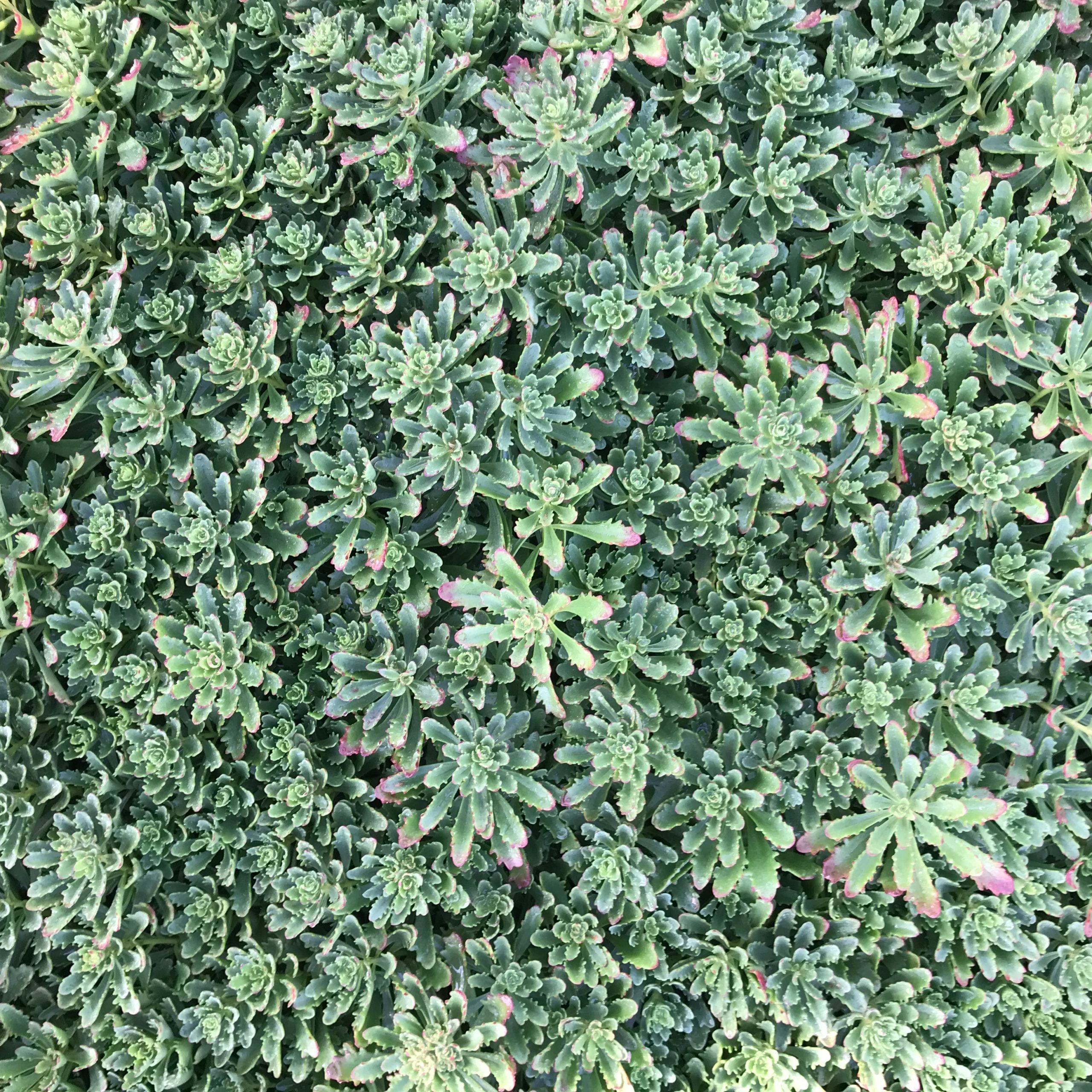 Sedum floriferum 'Weihenstephaner Gold' - Stonecrop (3.5" Pot) - Image 6