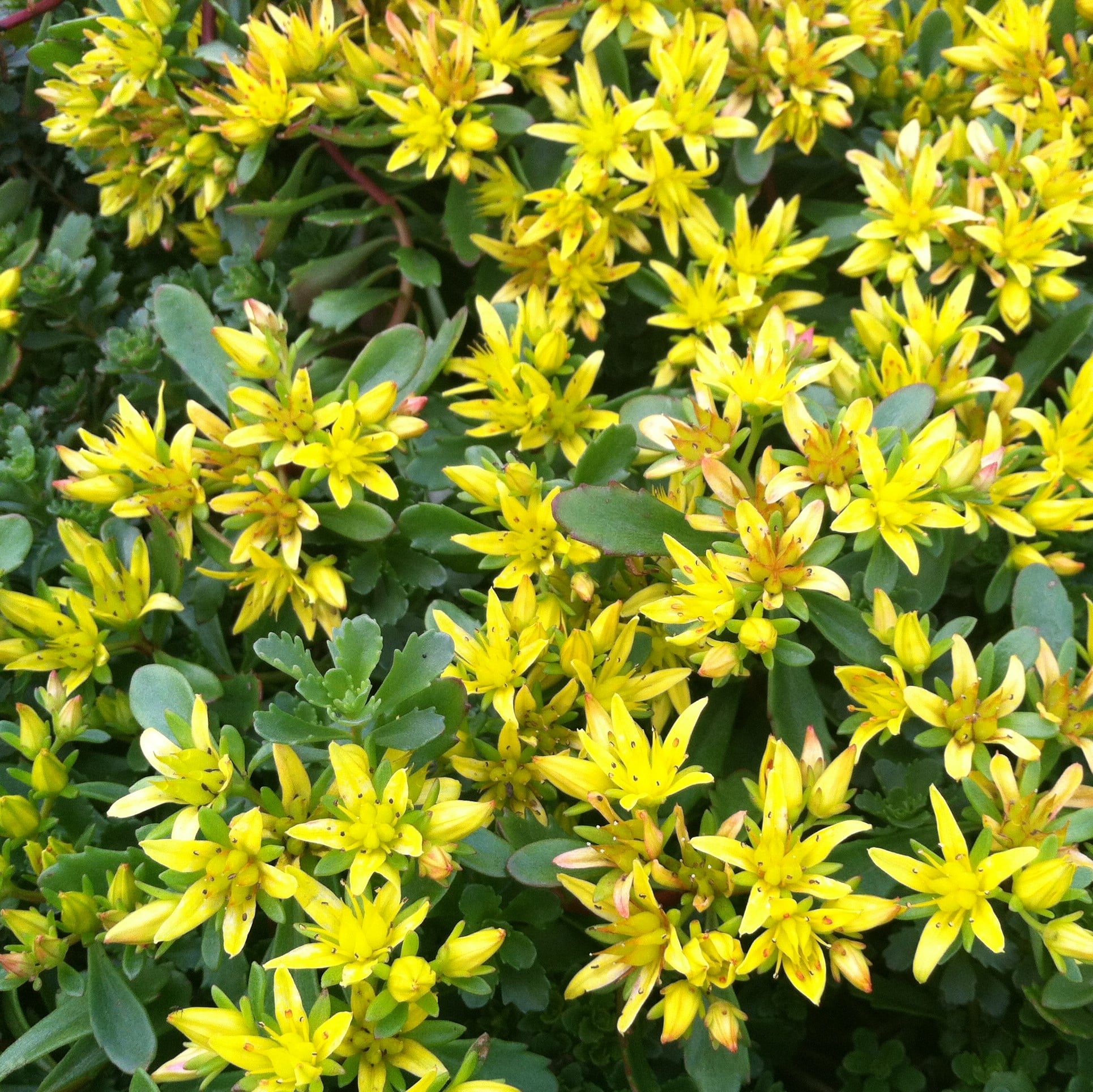 Sedum floriferum 'Weihenstephaner Gold' - Stonecrop (3.5" Pot) - Image 5