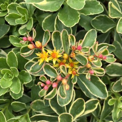 Sedum kamtschaticum 'Variegatum' - Variegated Russian Stonecrop (3.5" Pot)