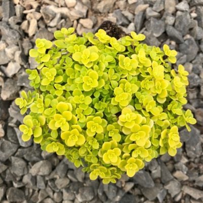 Sedum makinoi 'Ogon' - Golden Japanese Stonecrop (3.5" Pot)