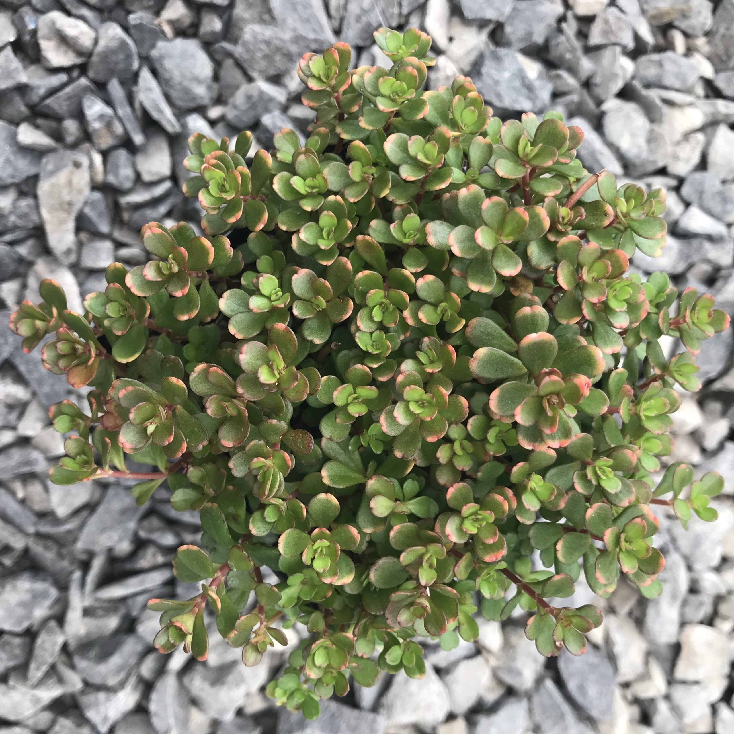 Sedum makinoi 'Salsa Verde' - Japanese Stonecrop (3.5" Pot) - Image 2