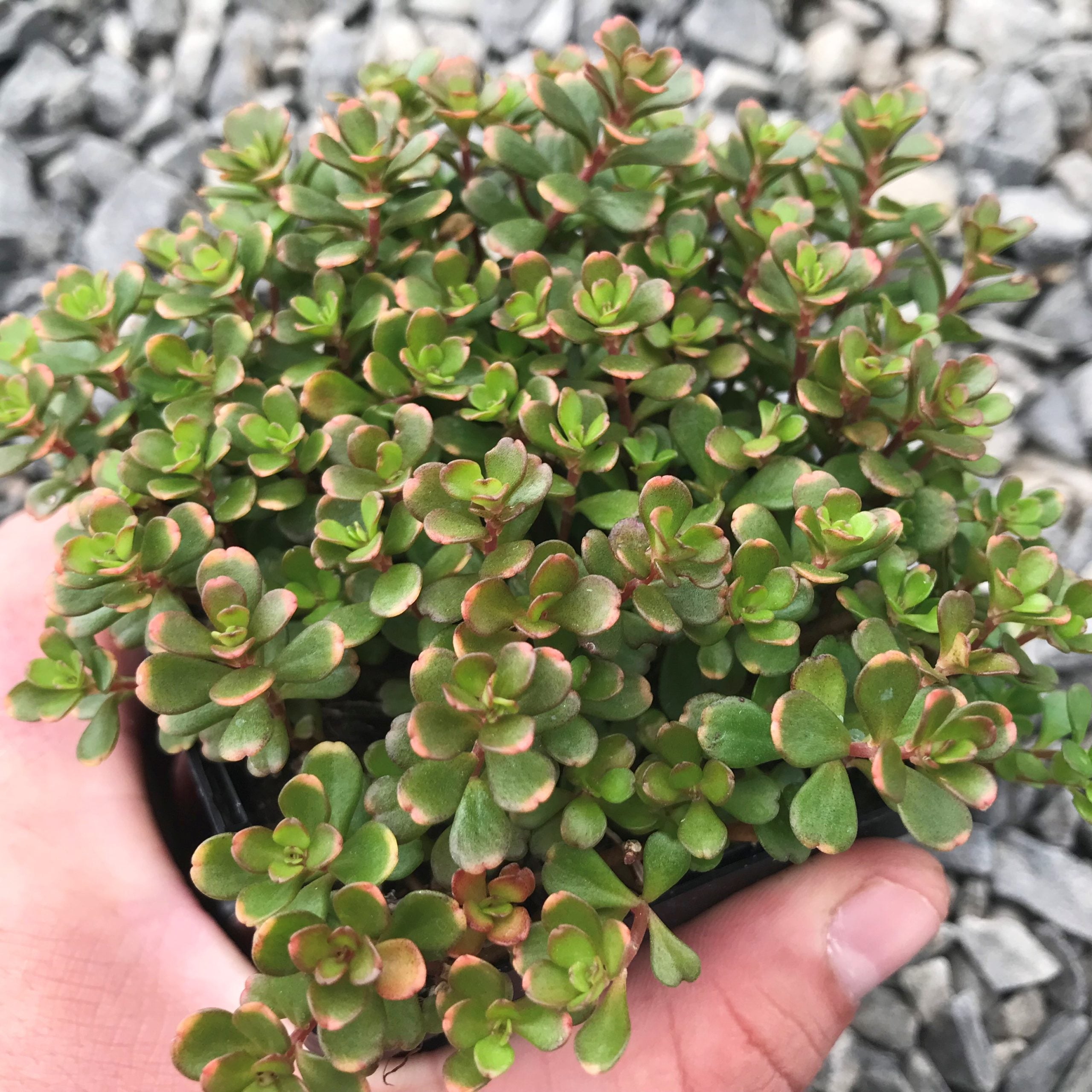 Sedum makinoi 'Salsa Verde' - Japanese Stonecrop (3.5
