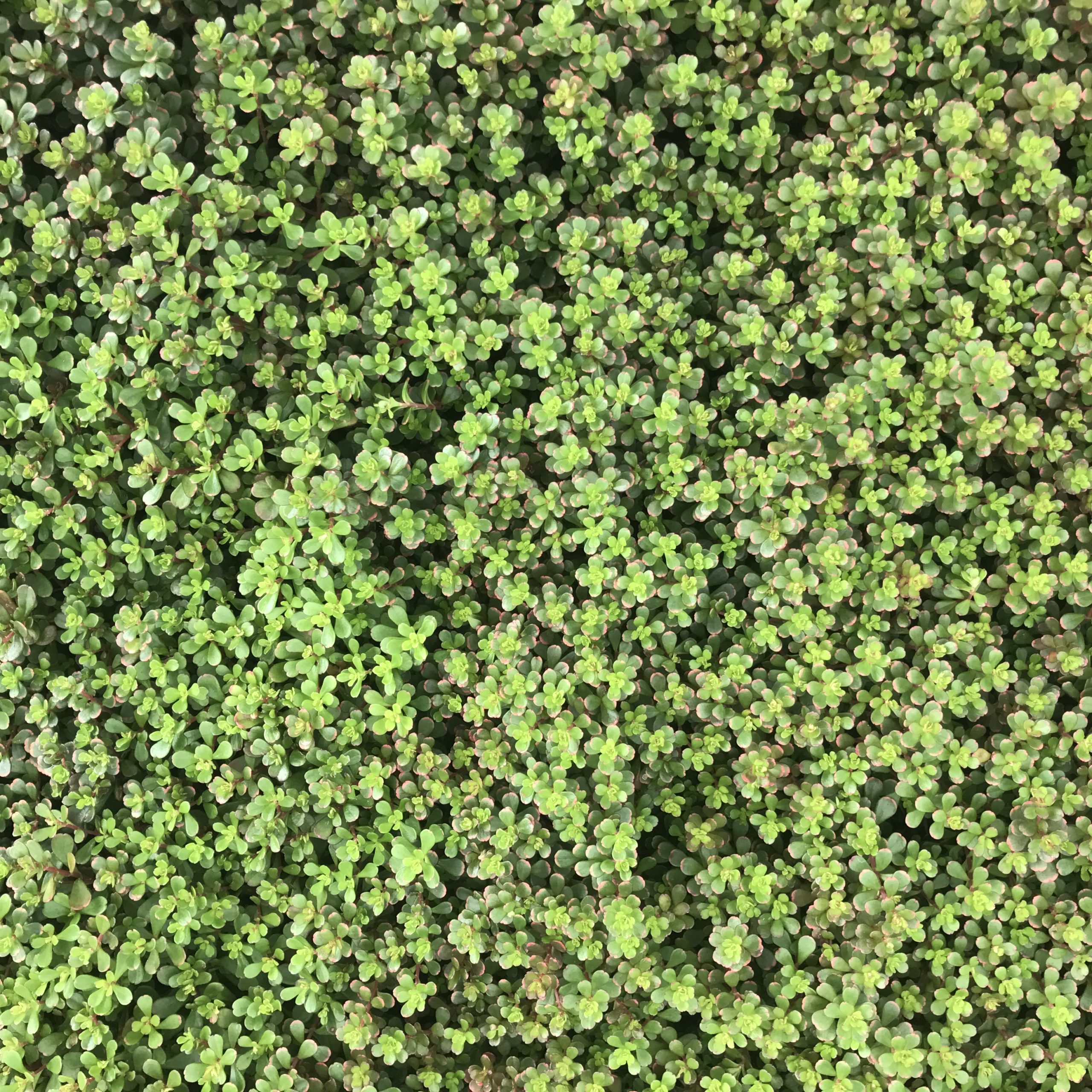 Sedum makinoi 'Salsa Verde' - Japanese Stonecrop (3.5" Pot) - Image 3