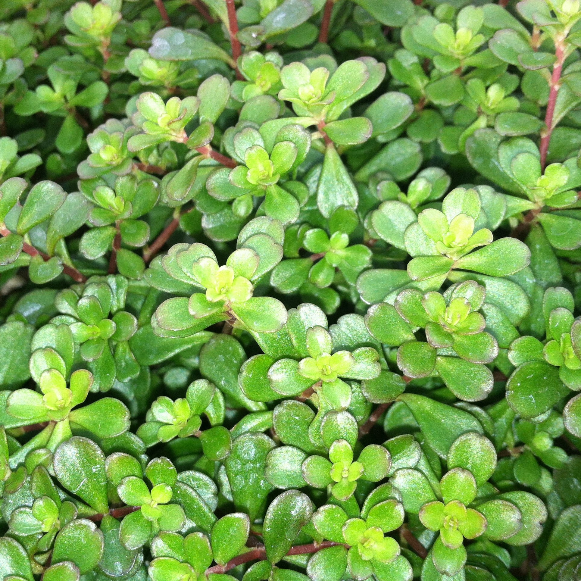 Sedum makinoi 'Salsa Verde' - Japanese Stonecrop (3.5" Pot) - Image 4