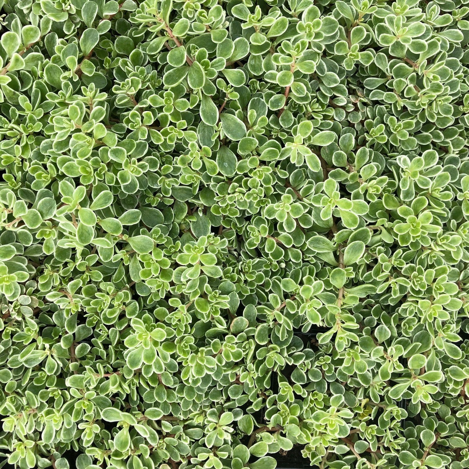 Sedum makinoi 'Variegata' - Japanese Stonecrop (3.5" Pot) - Image 3