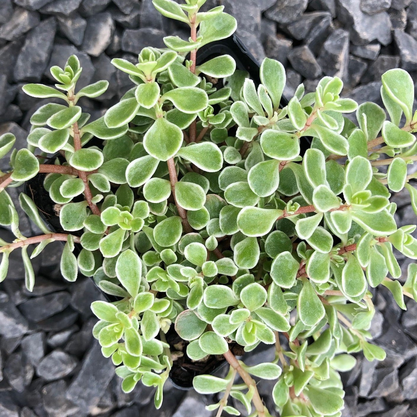 Sedum makinoi 'Variegata' - Japanese Stonecrop (3.5" Pot) - Image 2