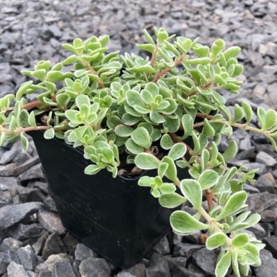 Sedum makinoi 'Variegata' - Japanese Stonecrop (3.5" Pot)