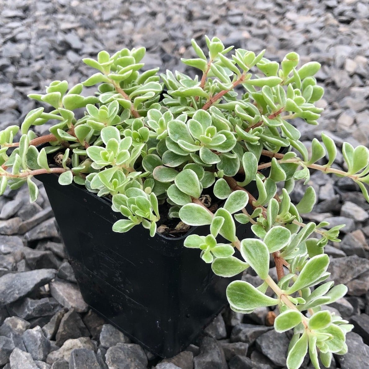 Sedum makinoi 'Variegata' - Japanese Stonecrop (3.5" Pot)
