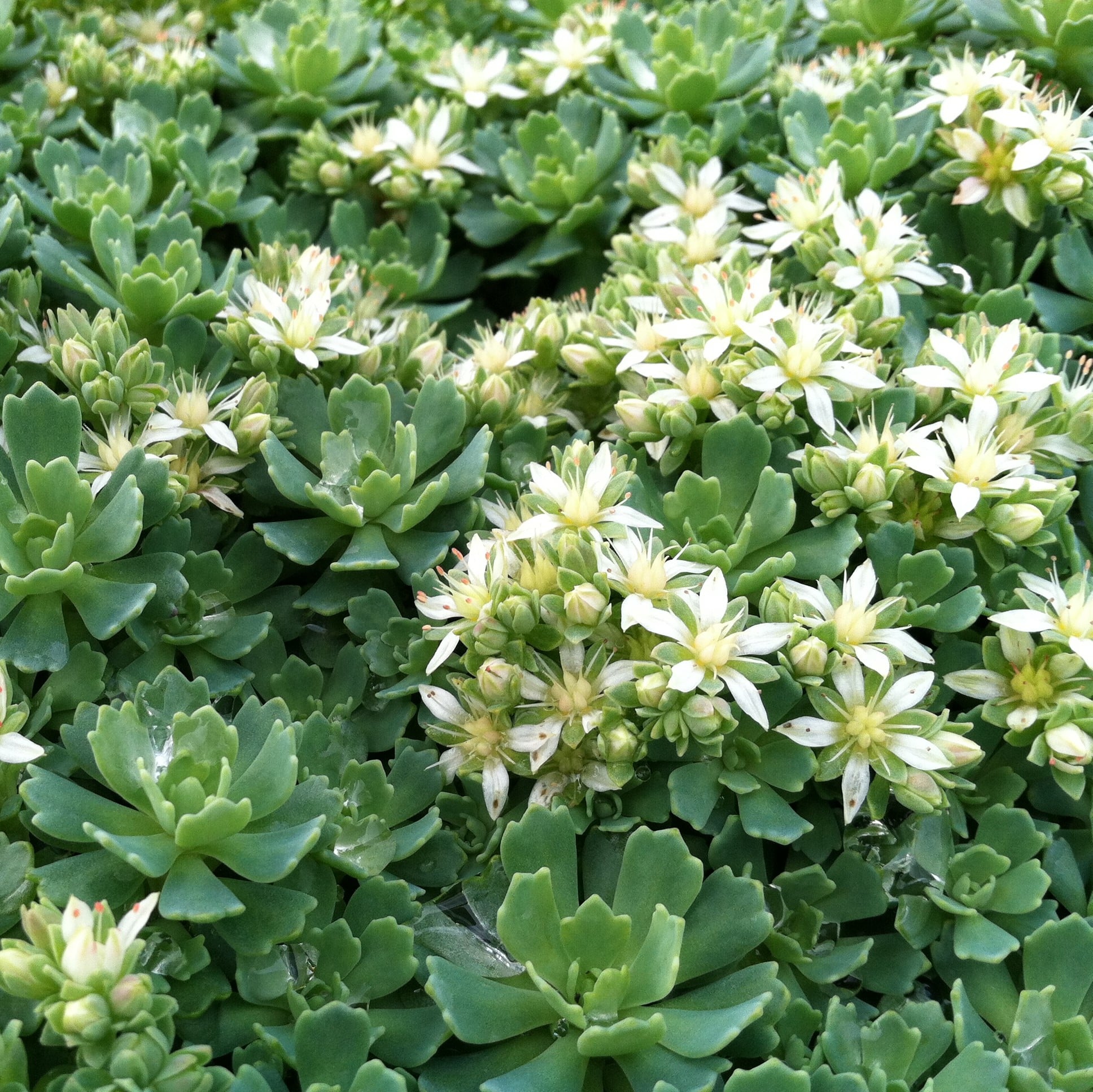 Sedum pachyclados - White Diamond Stonecrop (3.5" Pot) - Image 3