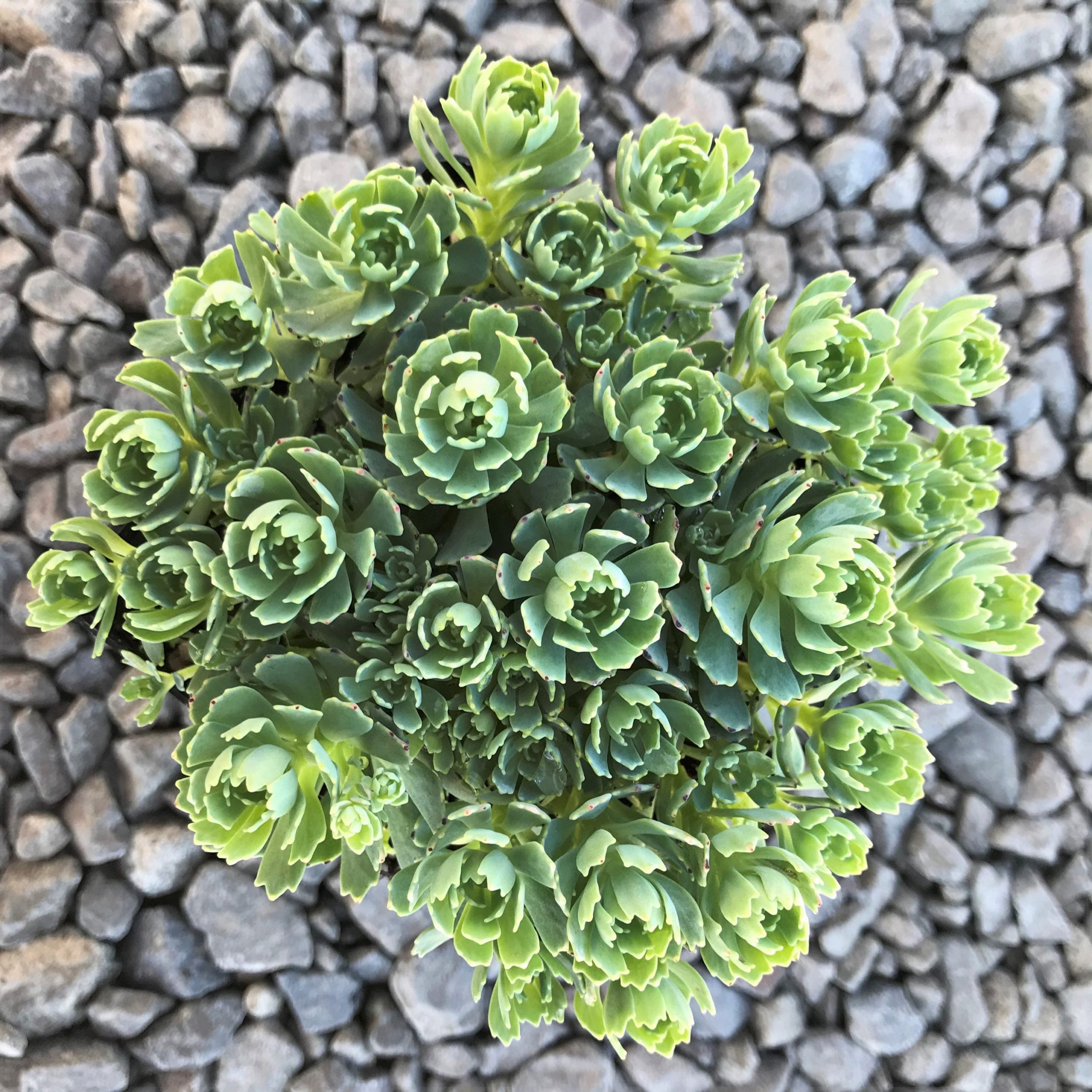 Sedum pachyclados - White Diamond Stonecrop (3.5" Pot) - Image 2