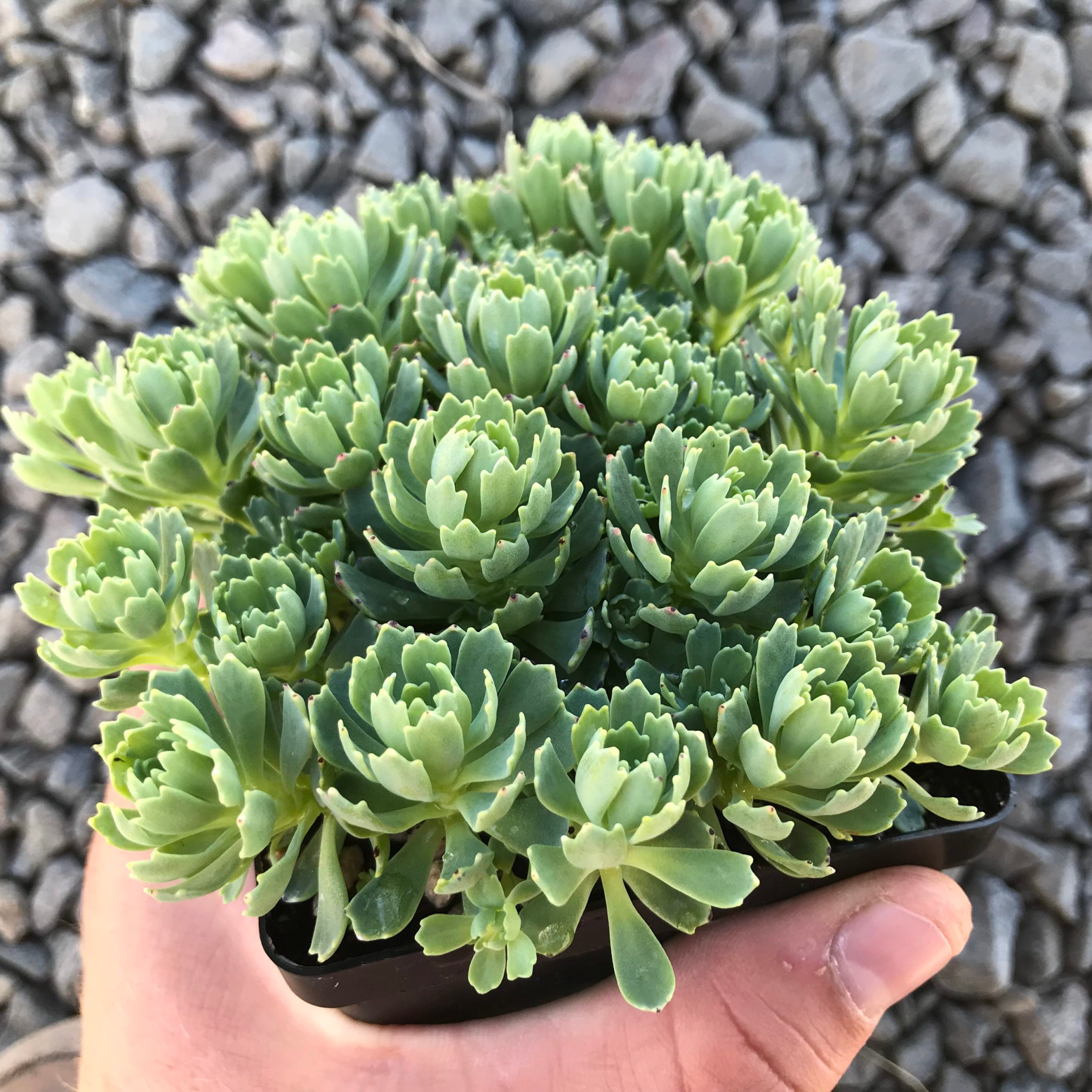 Sedum pachyclados - White Diamond Stonecrop (3.5" Pot)
