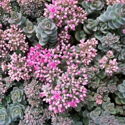 Sedum pluricaule 'Isle of Sakhalin' - Stonecrop (3.5" Pot)
