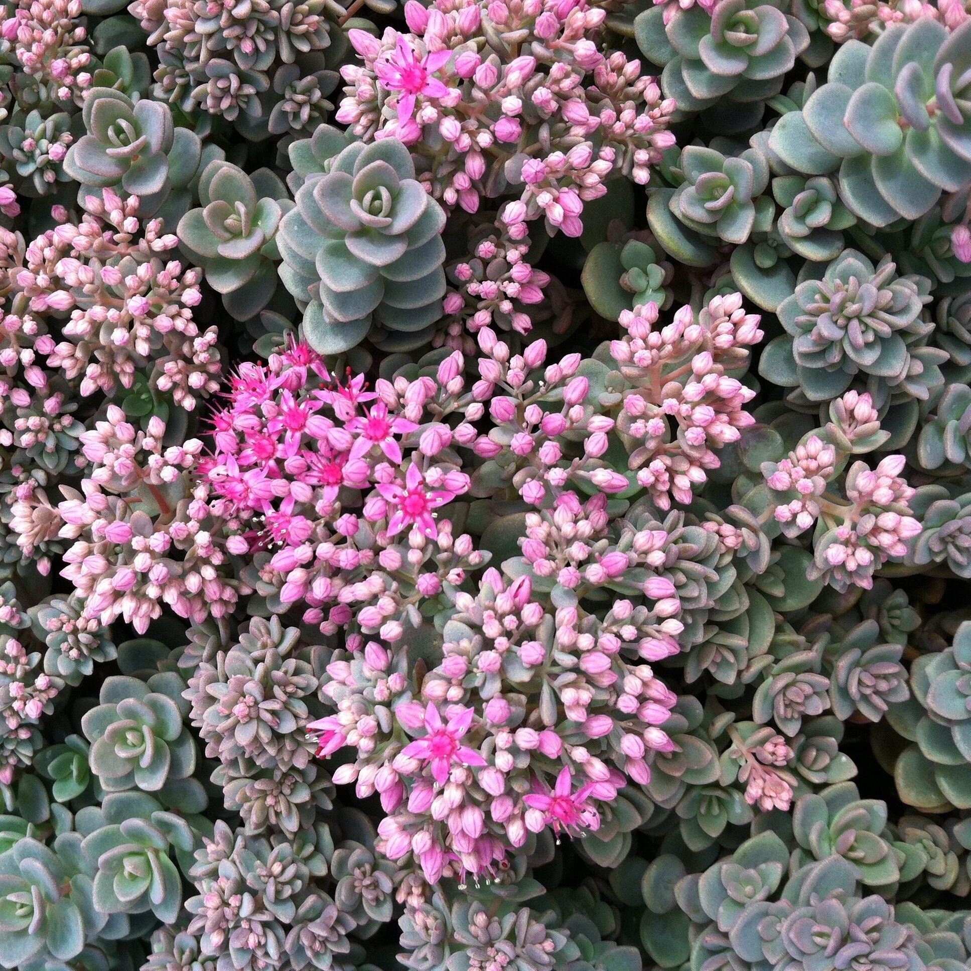 Sedum pluricaule 'Isle of Sakhalin' - Stonecrop (3.5" Pot)