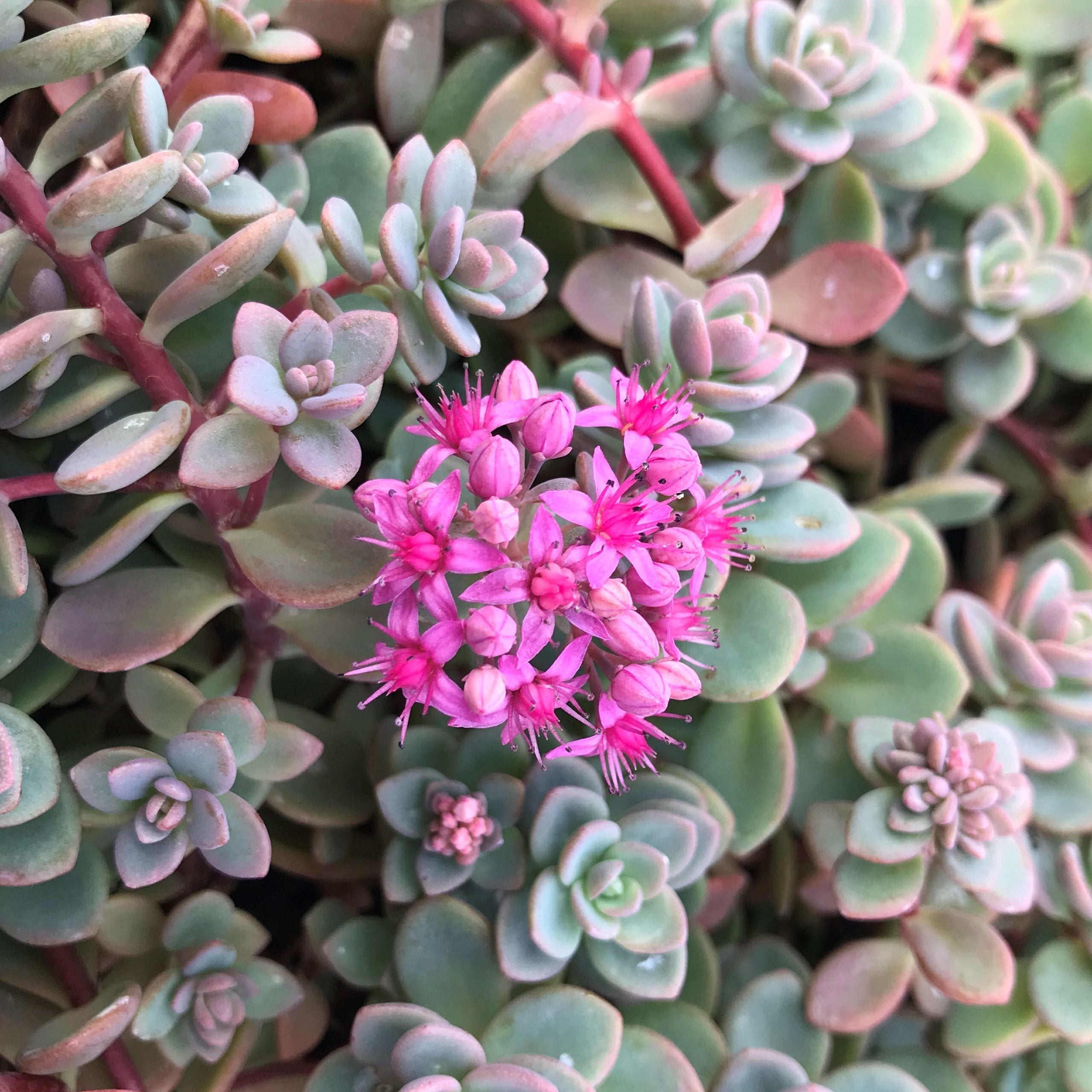 Sedum pluricaule 'Isle of Sakhalin' - Stonecrop (3.5" Pot) - Image 3