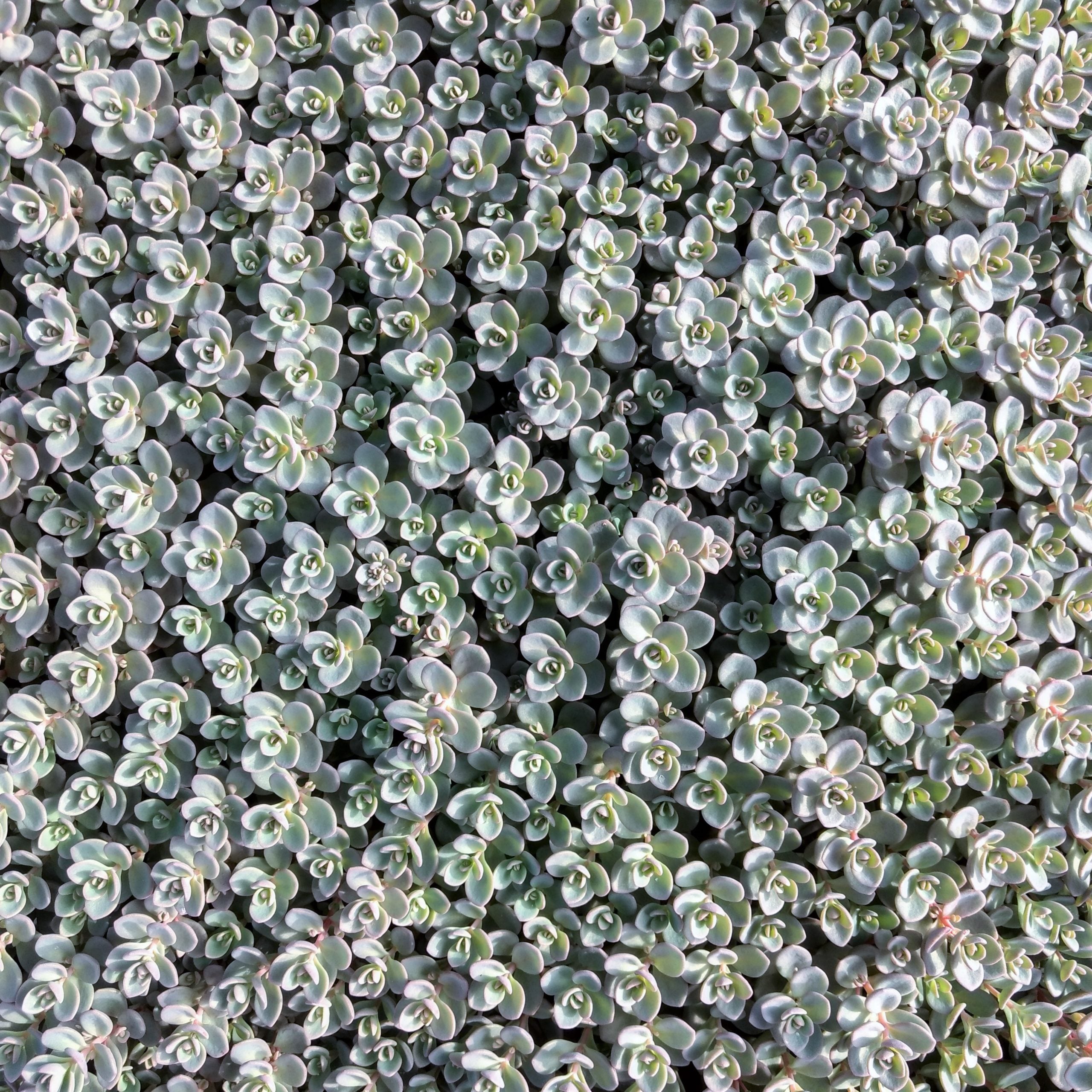 Sedum pluricaule 'Isle of Sakhalin' - Stonecrop (3.5" Pot) - Image 5